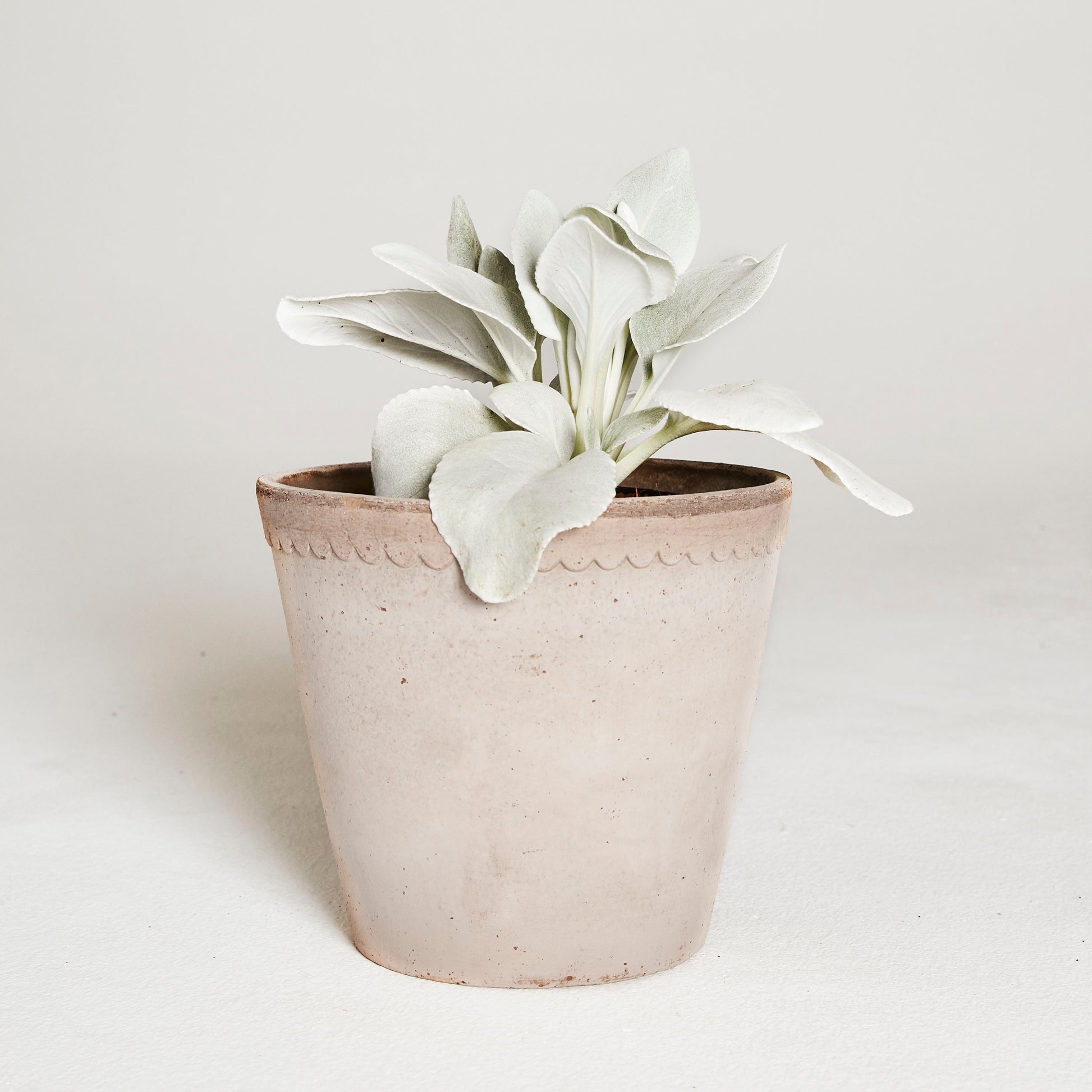 Senecio 'Angel Wings'