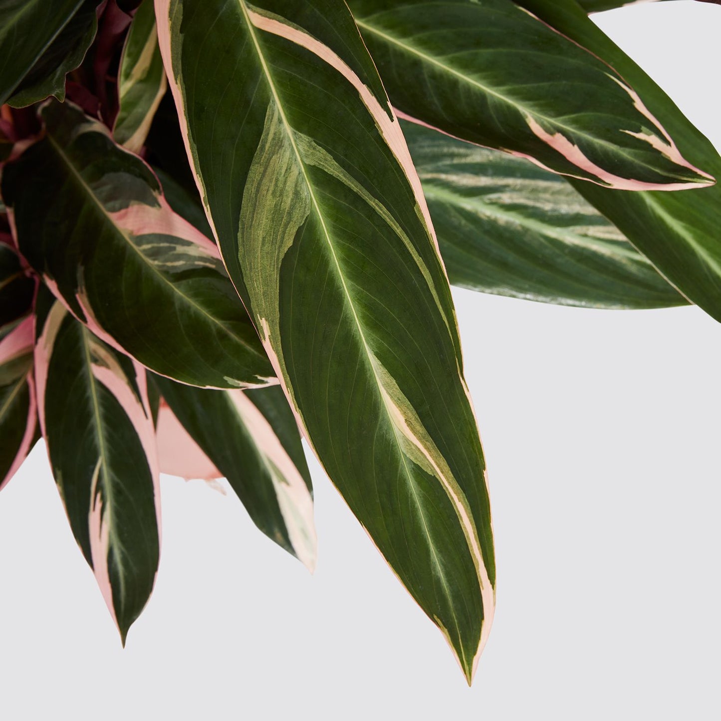 Calathea triostar