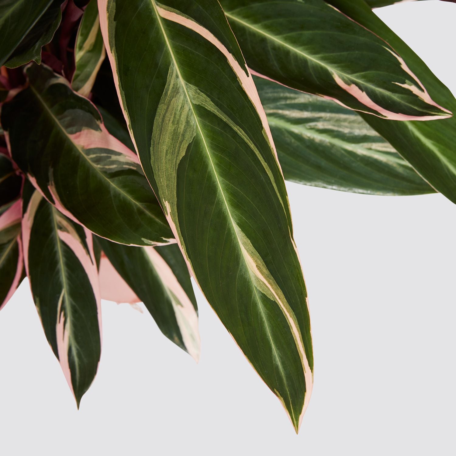Calathea triostar