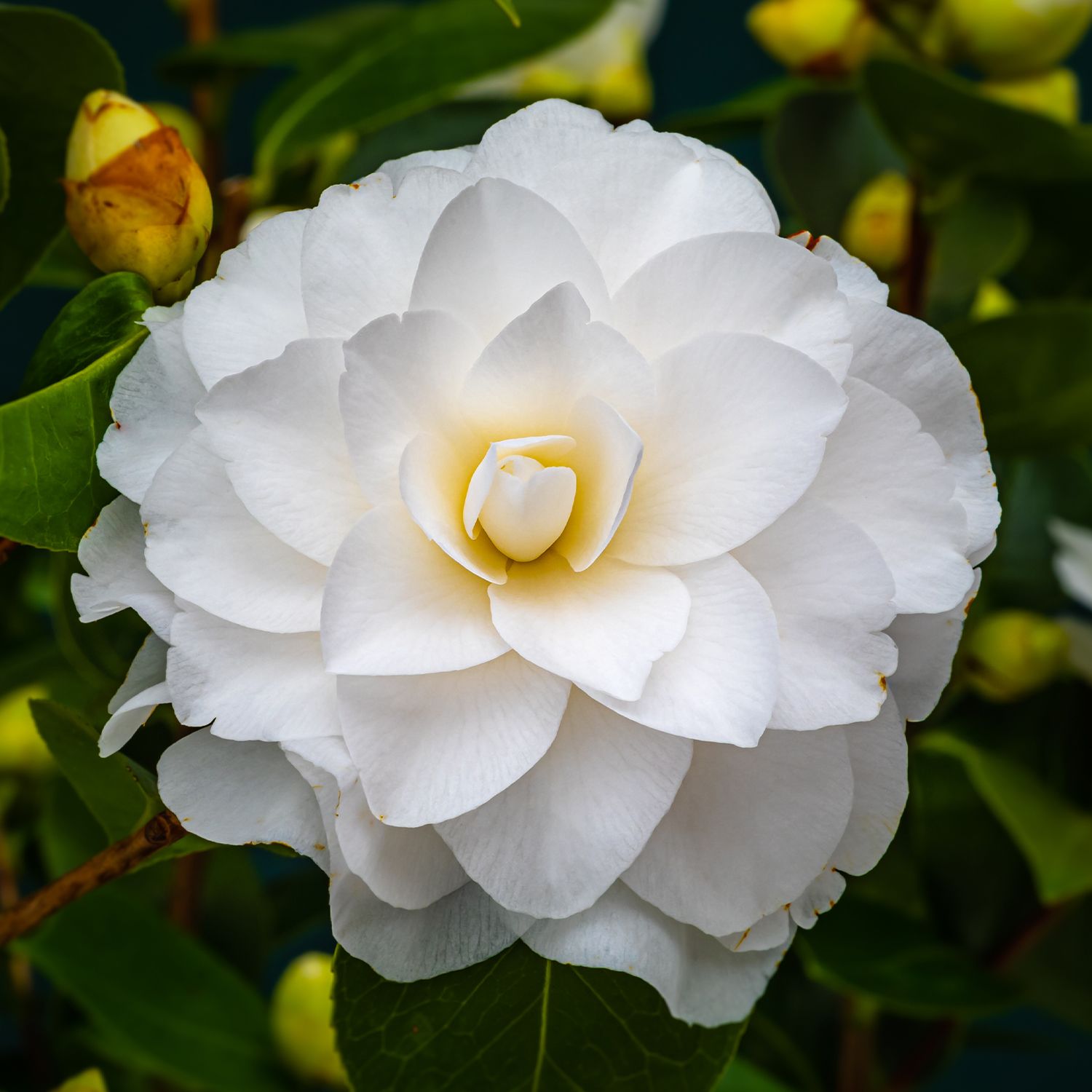 Camellia Japonica - white