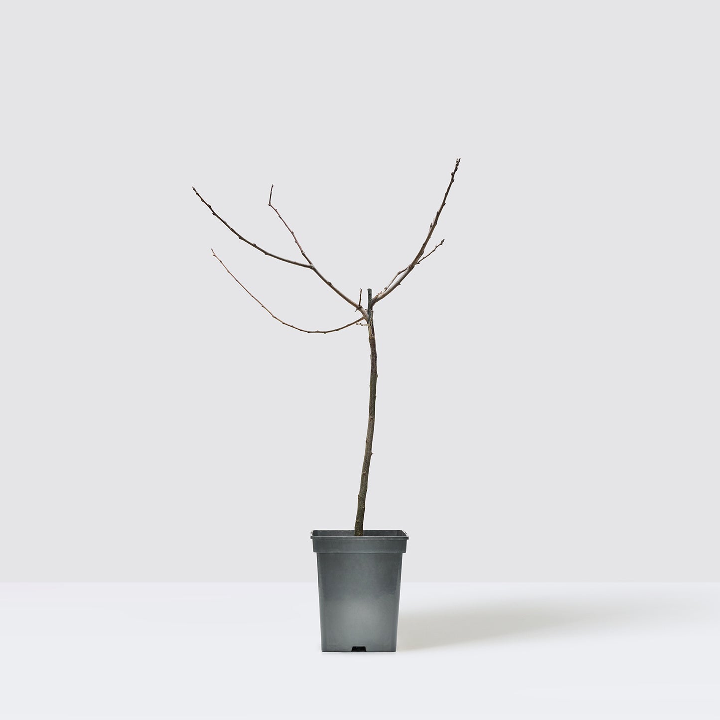 Plum tree | Patch Plants