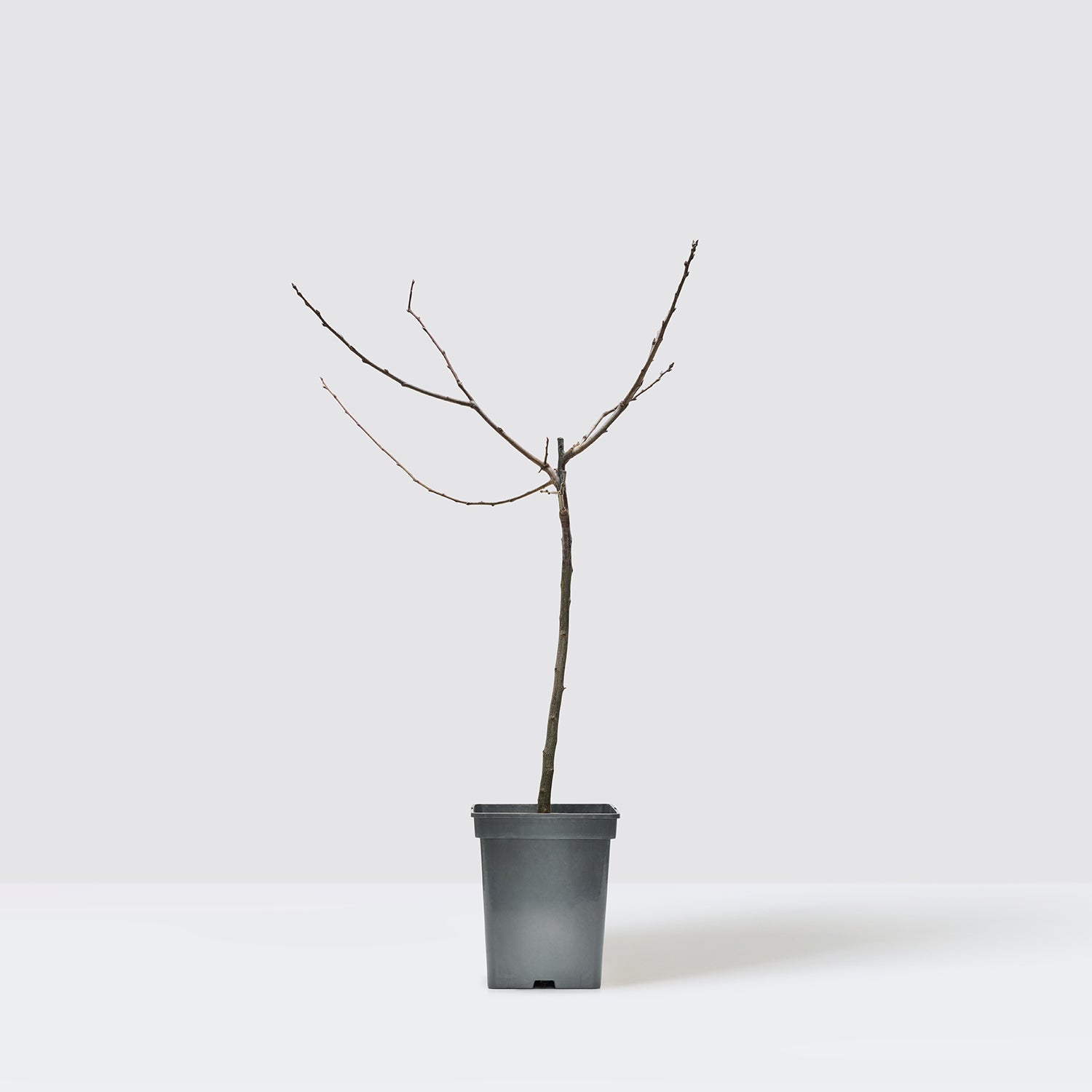 Plum tree | Patch Plants