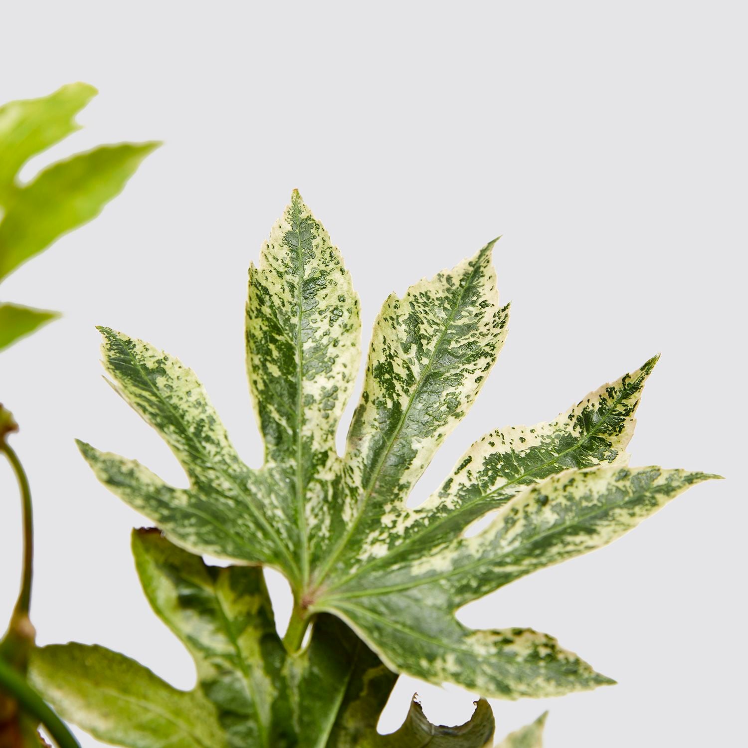 Variegated fatsia japonica