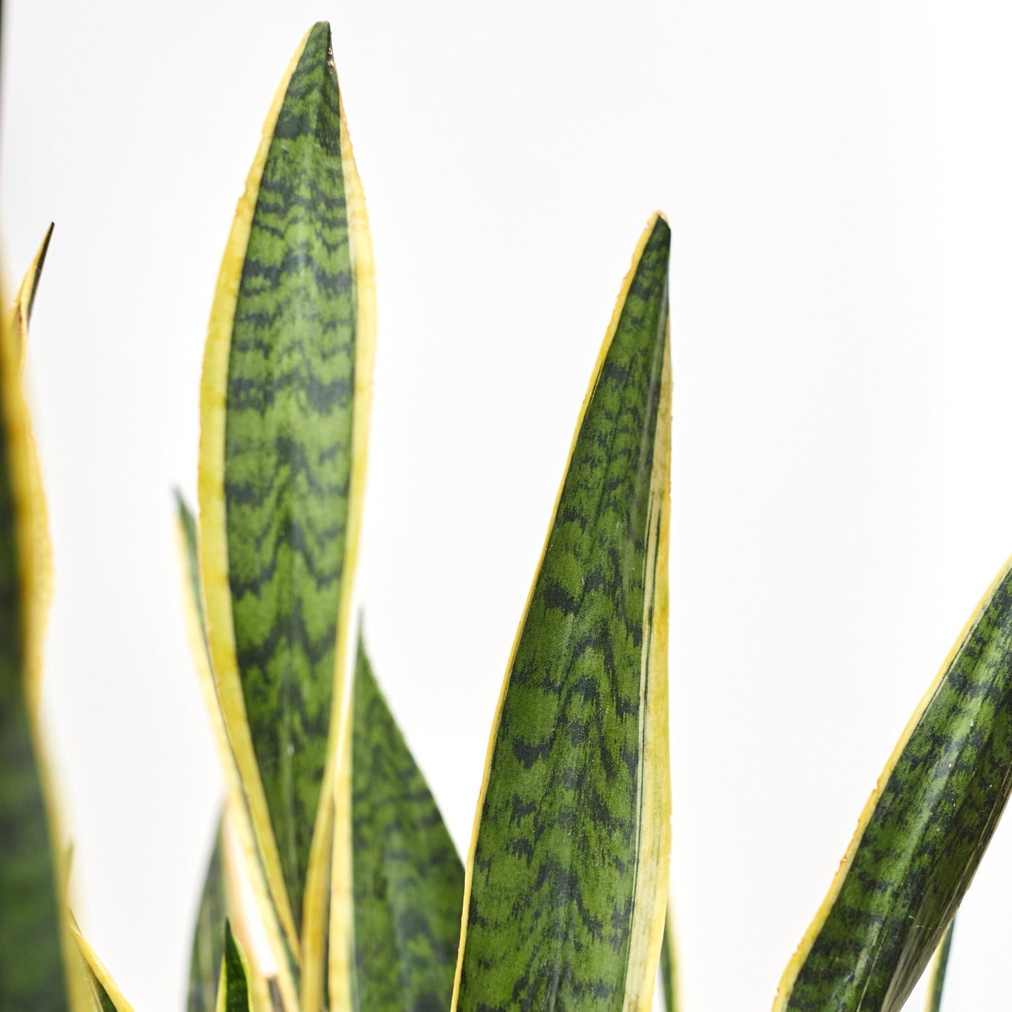 Snake Plant