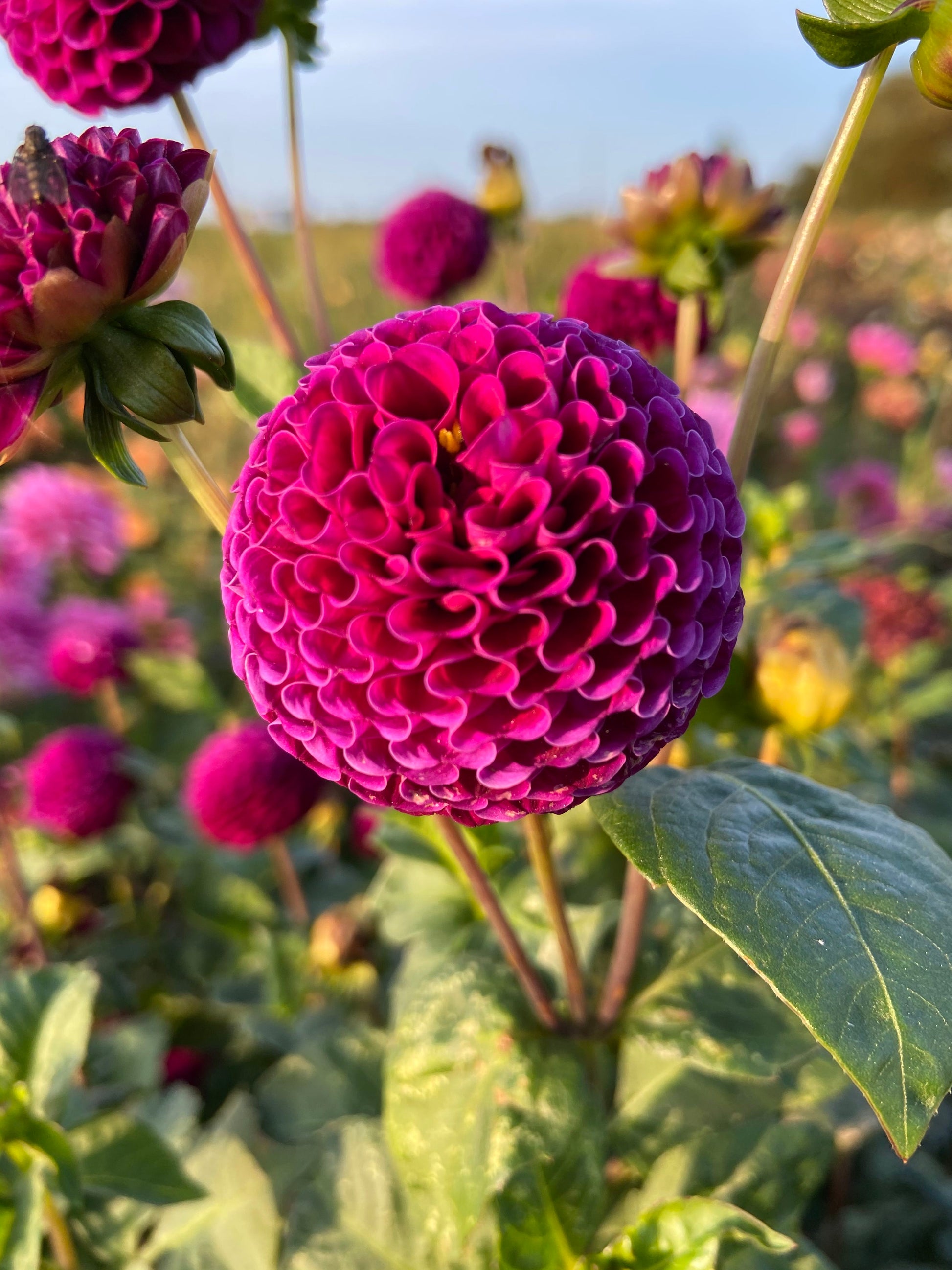 Summer flowering