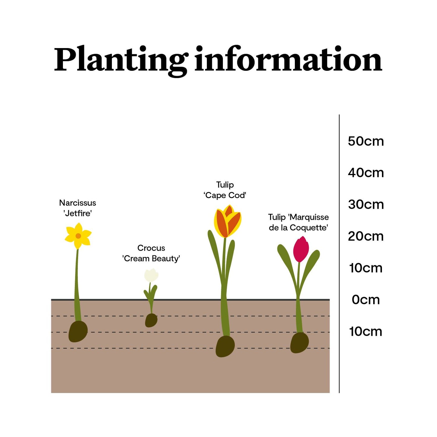 Perfect for Pots spring bulbs