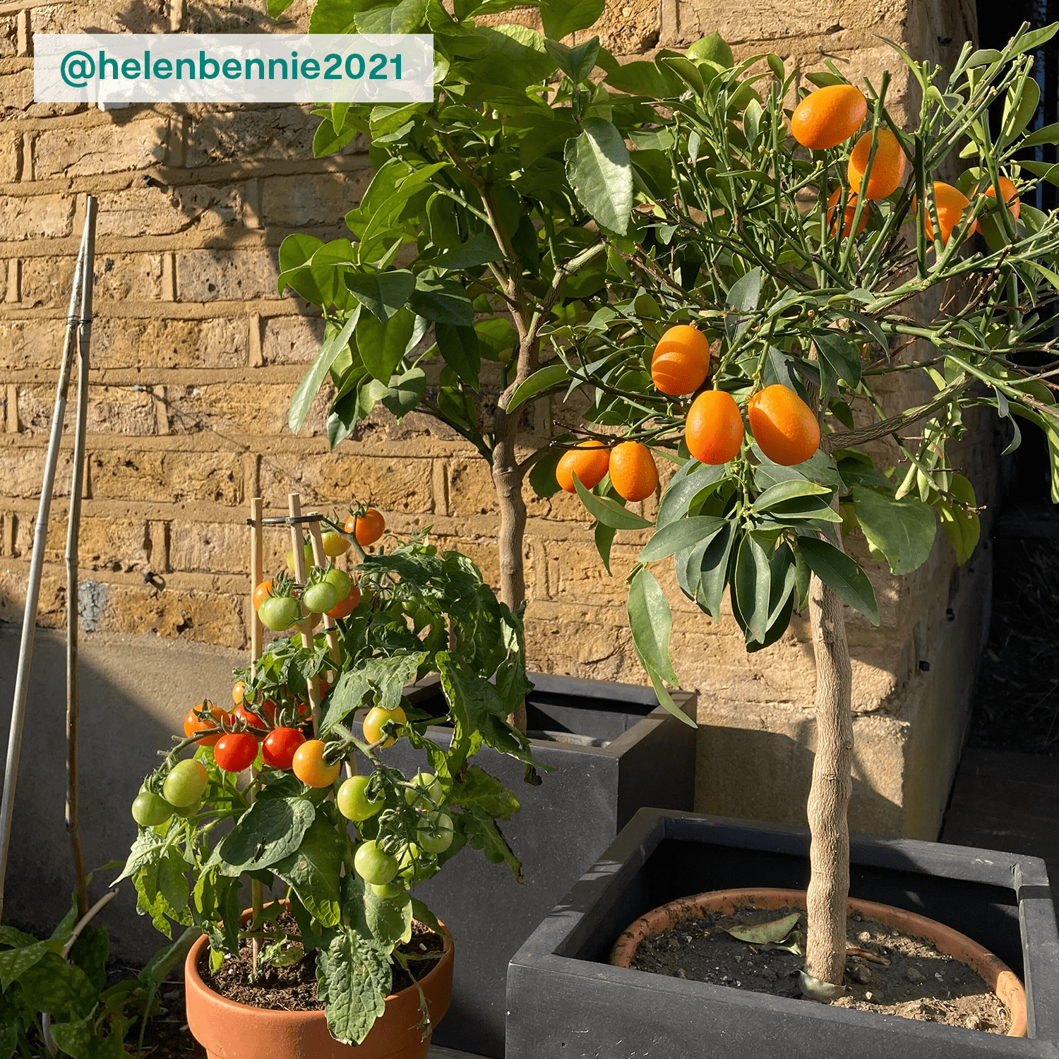 Kumquat tree