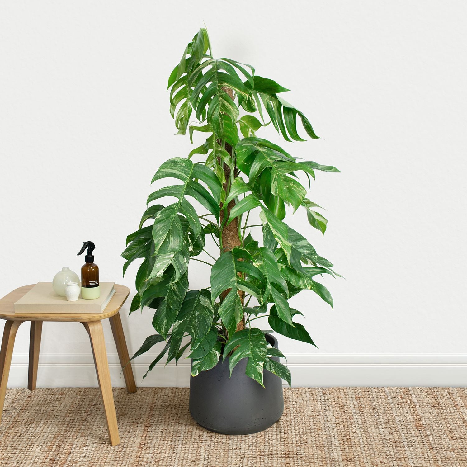 Rare variegated pothos