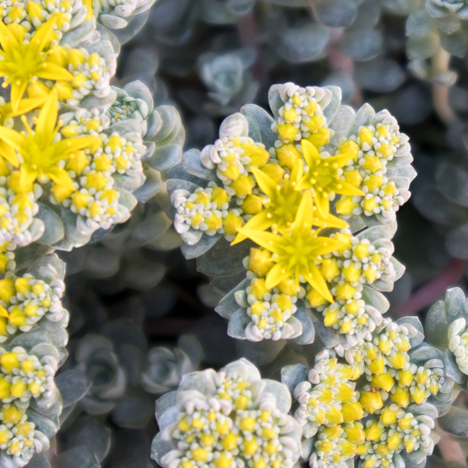 Sedum spathulifolium 'Cape Blanco'