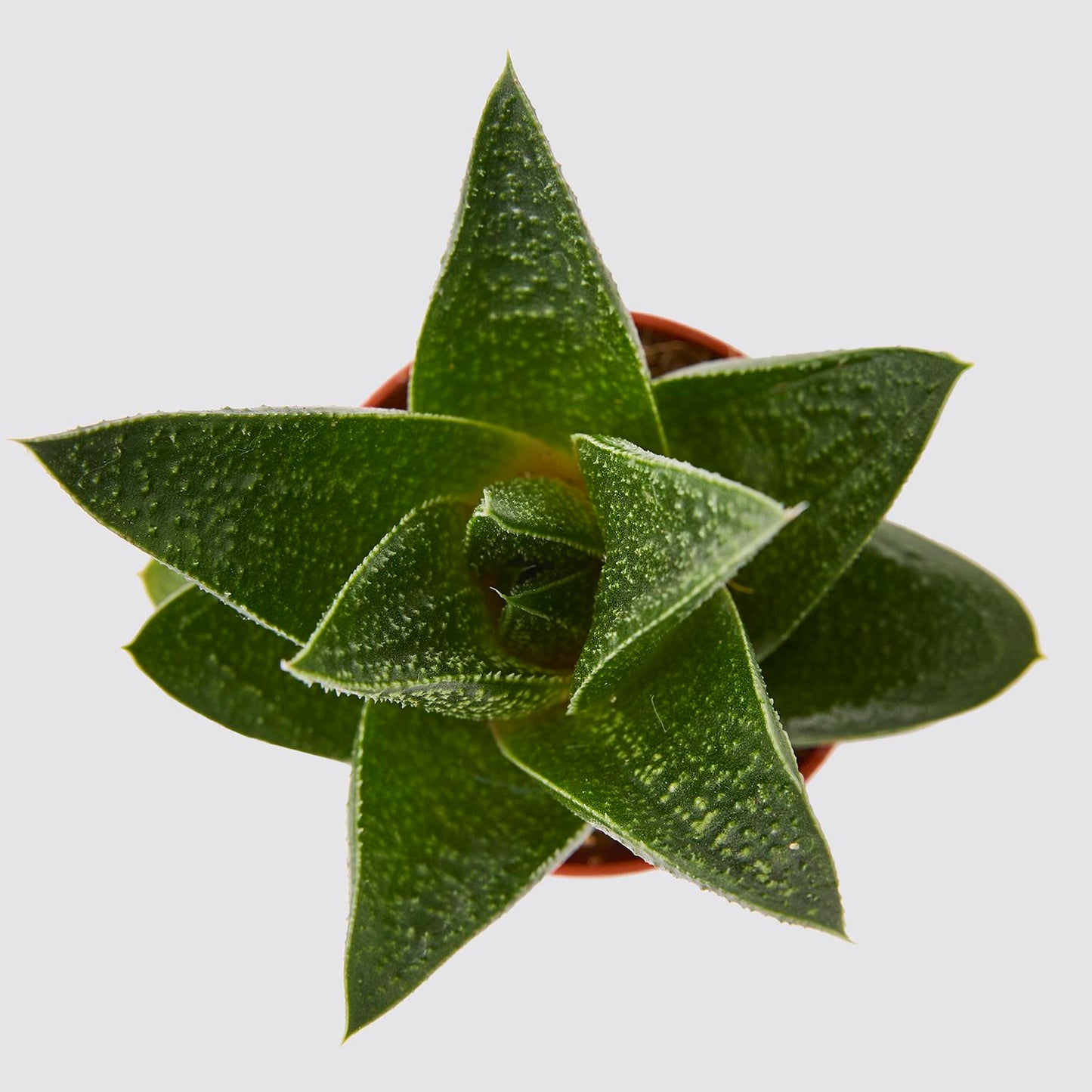Gasteria duval