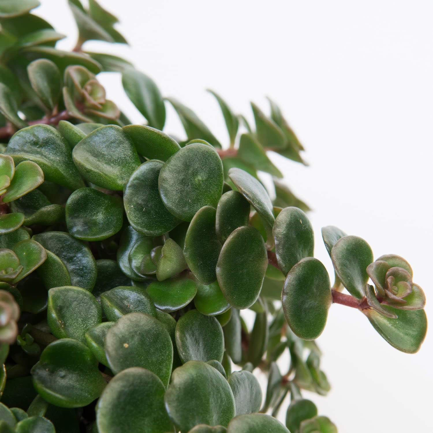 Sedum makinoi