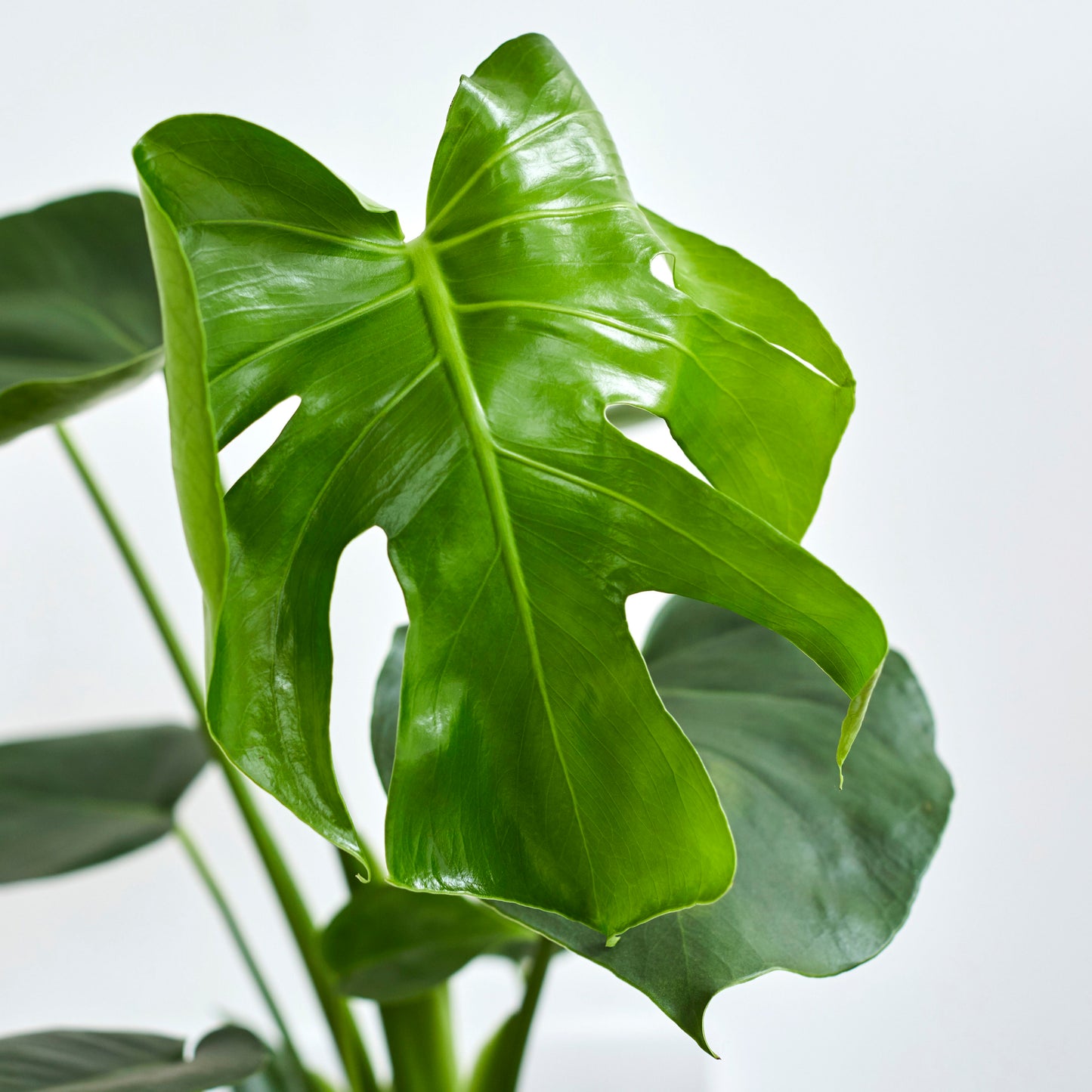 Swiss cheese plant