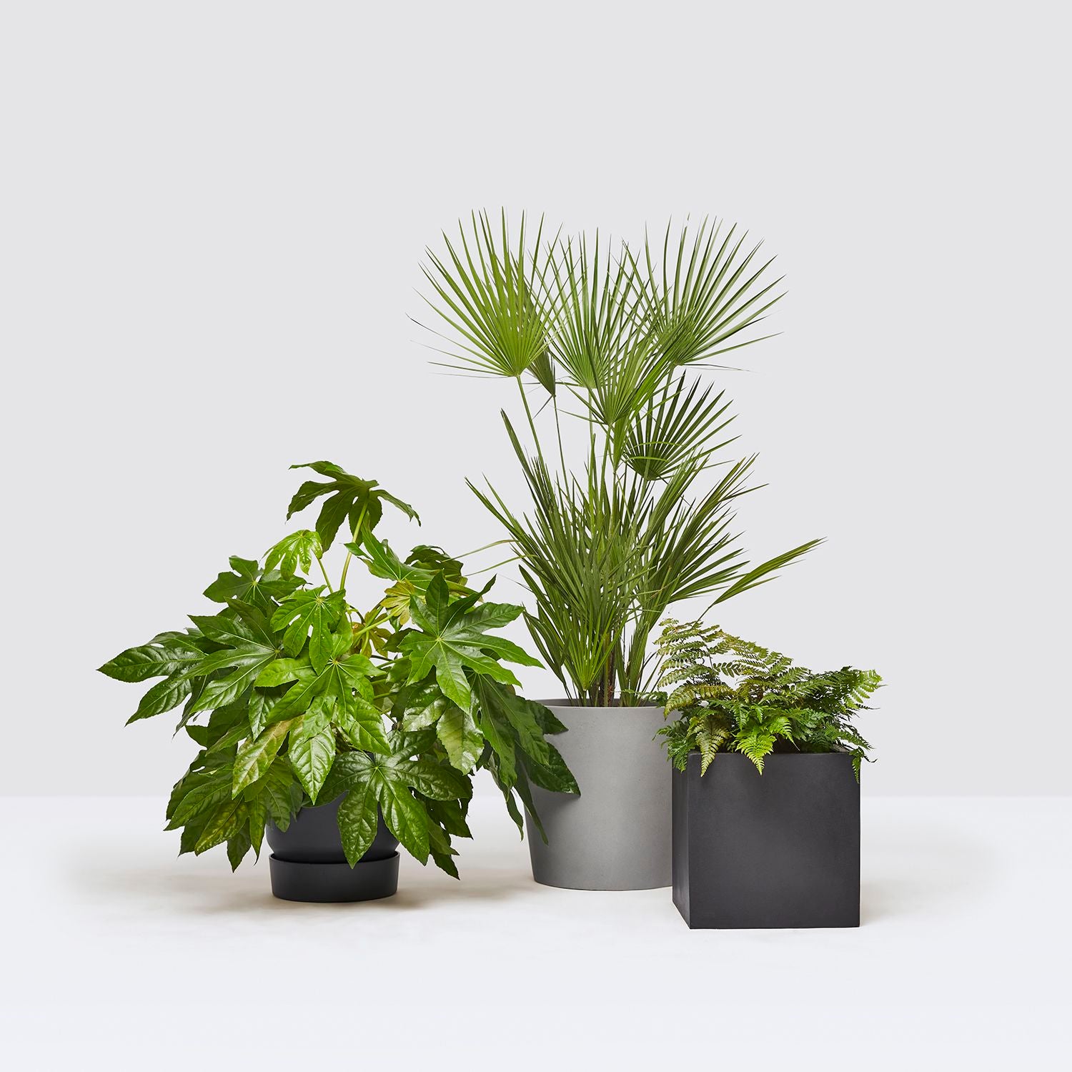 Pet friendly set