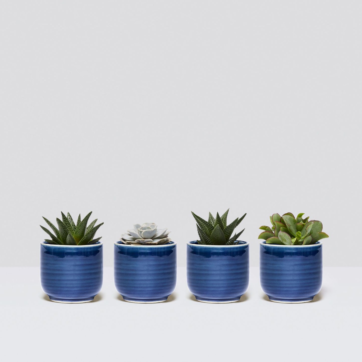 Mini succulent set