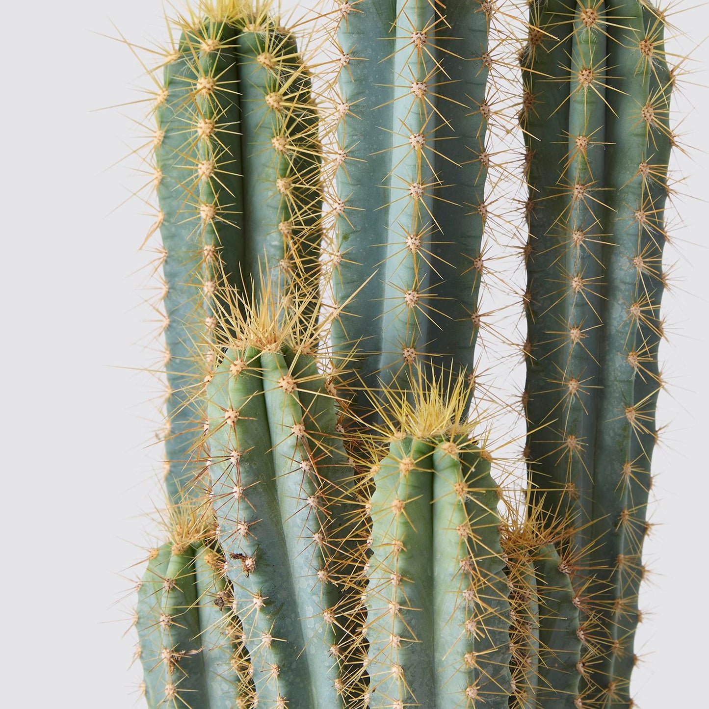 Pilosocereus azureus