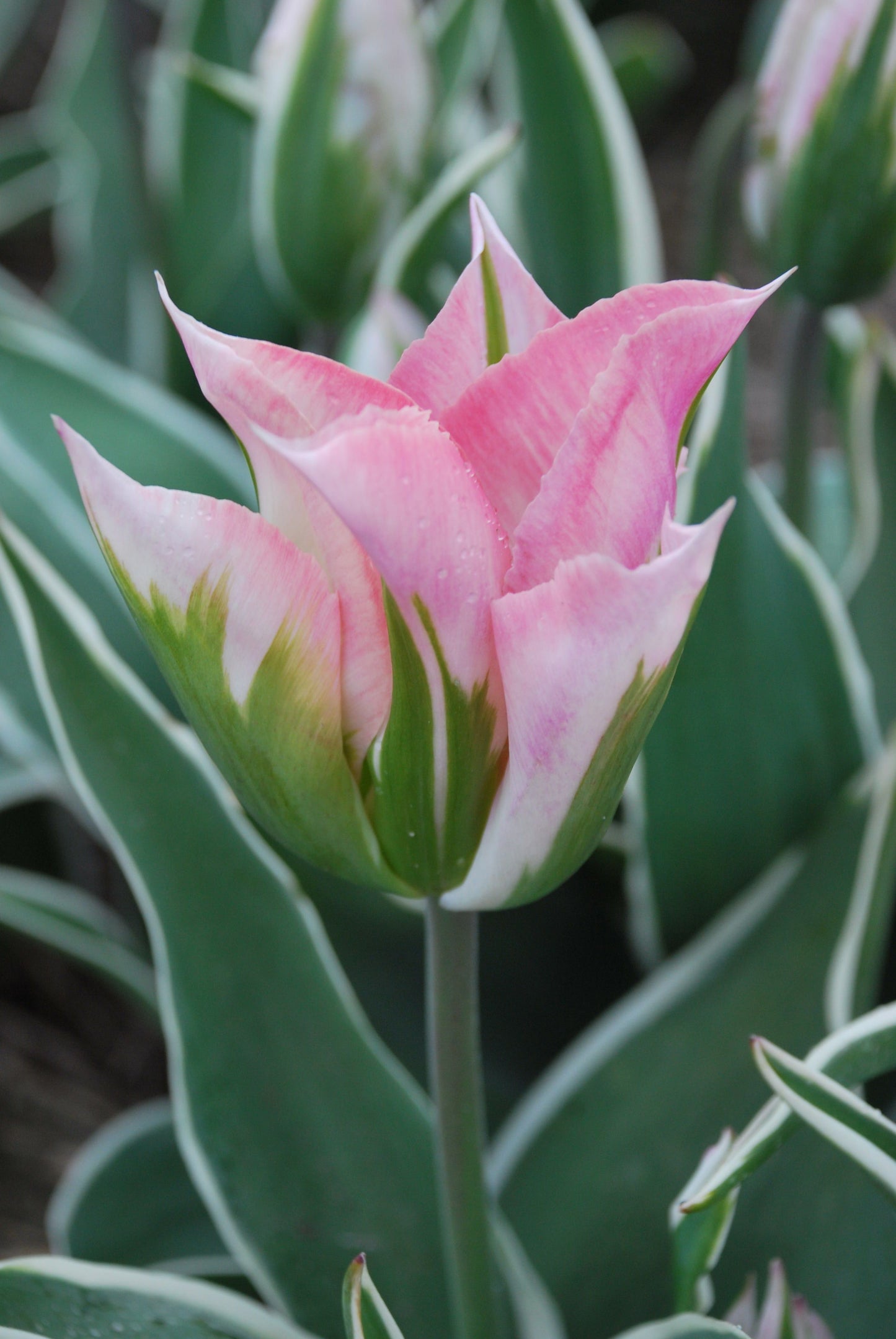 Cottage Garden spring bulbs