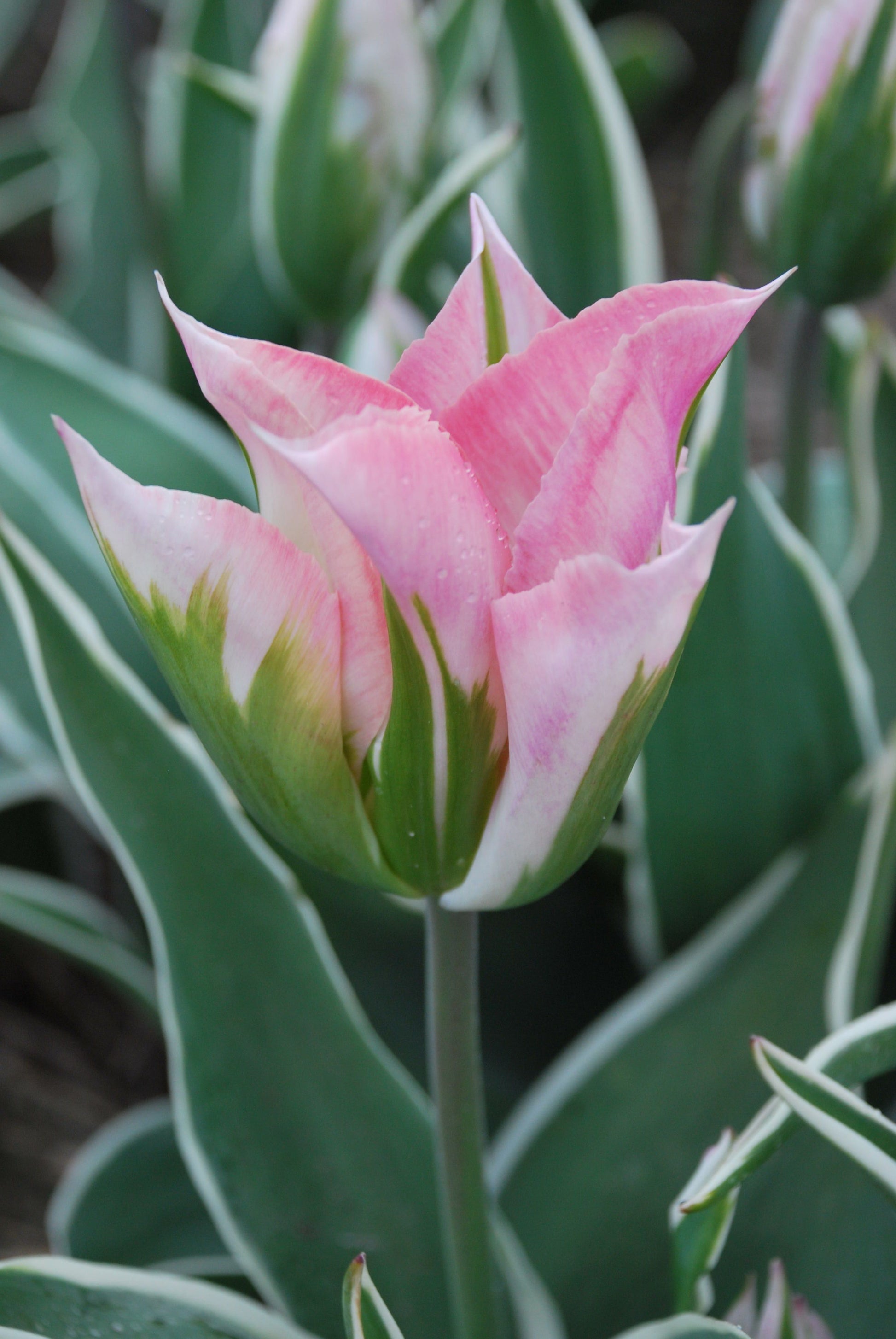 Cottage Garden spring bulbs