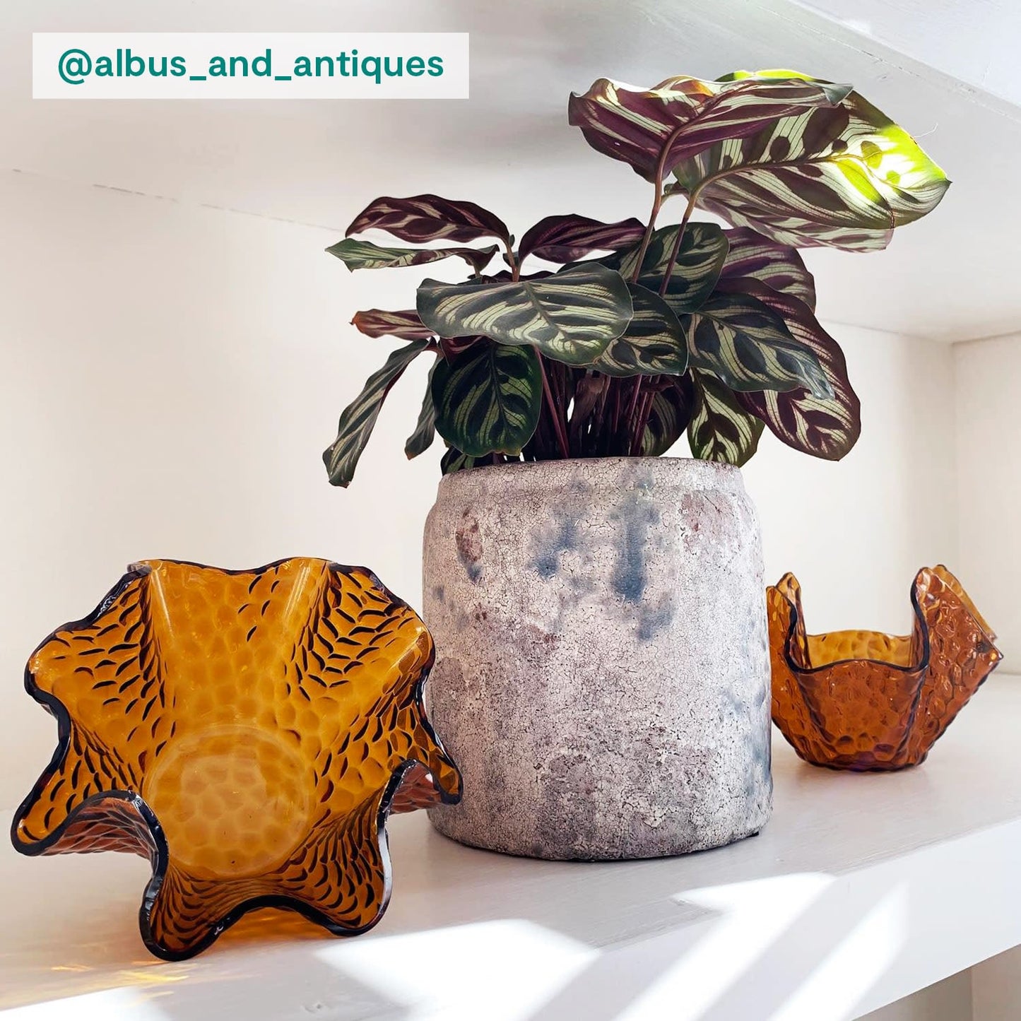 Calathea Makoyana