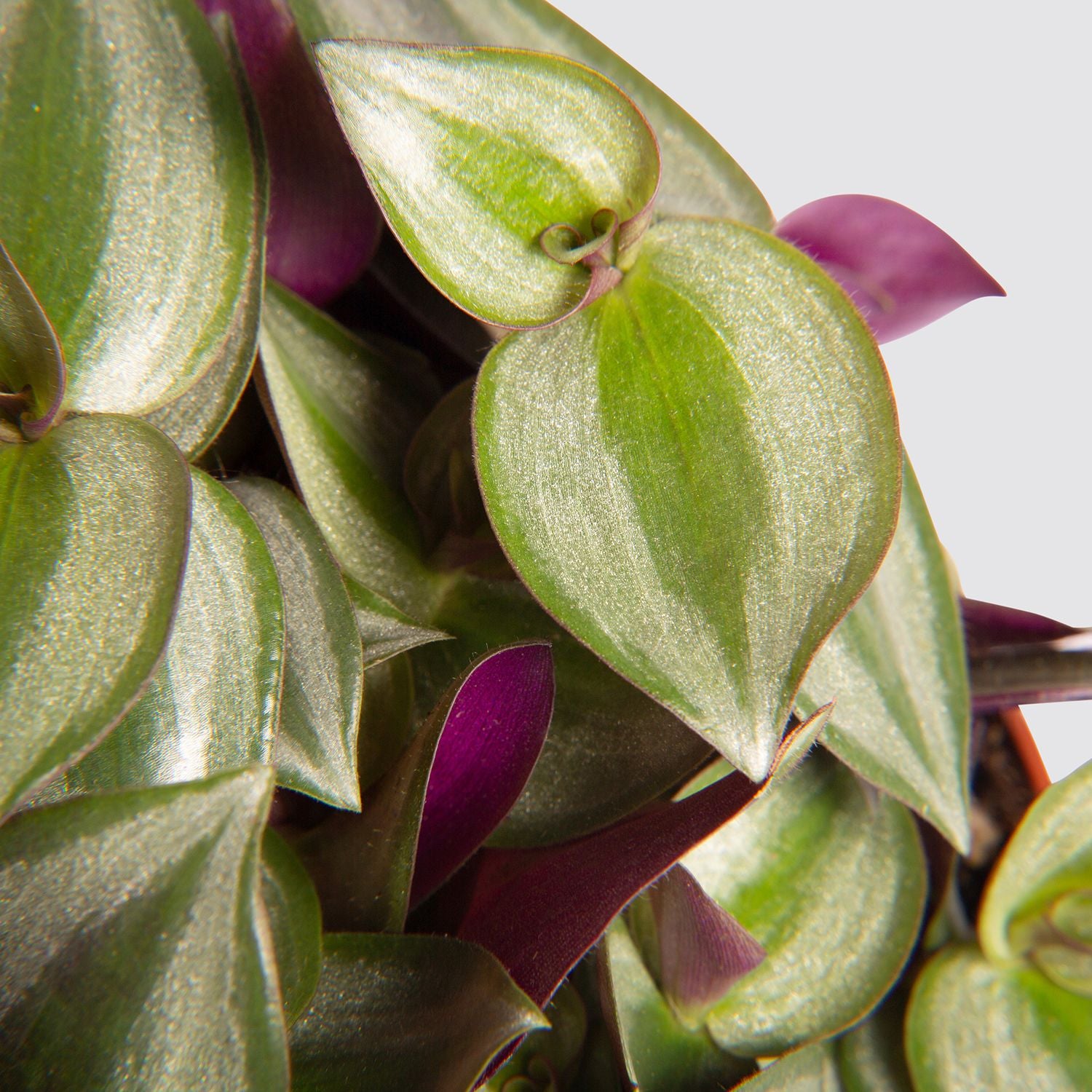 Tradescantia 'Zebrina'