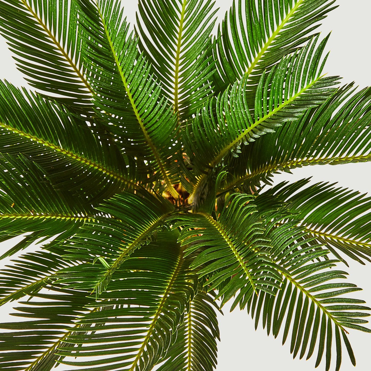 Cycad