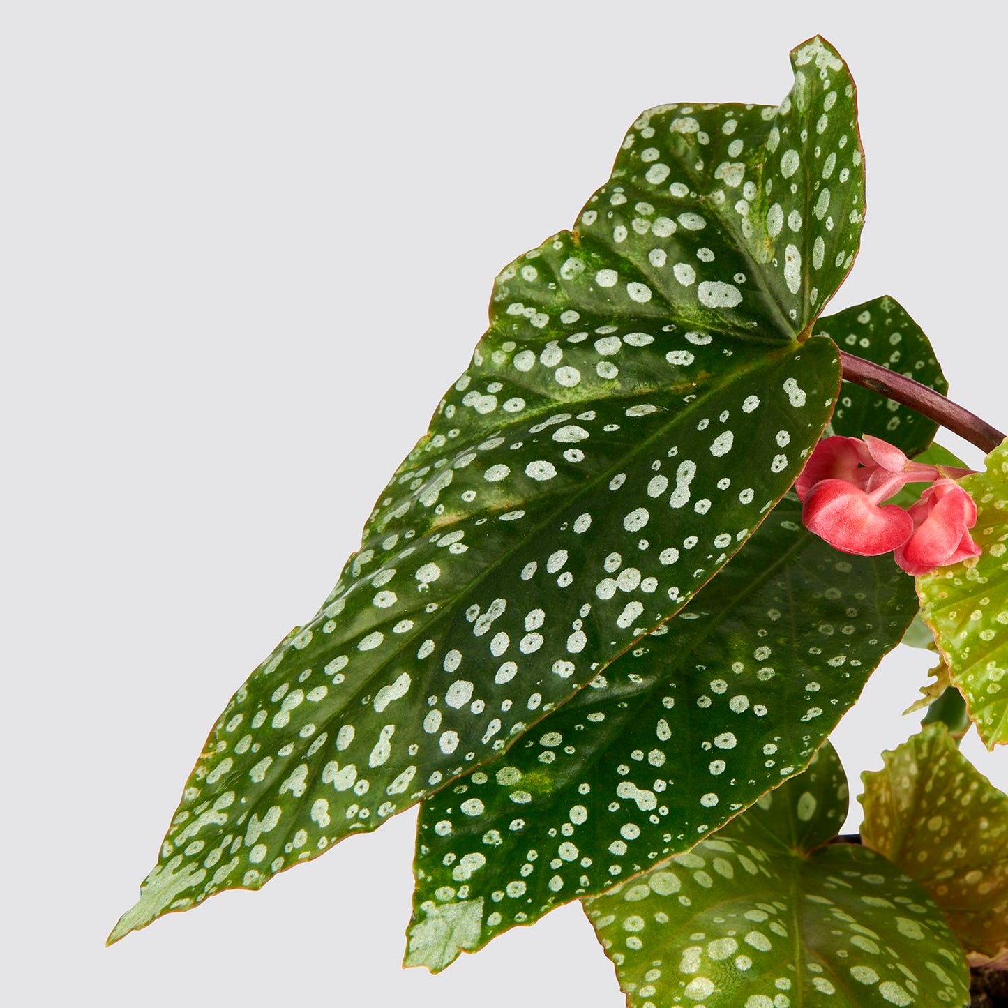 Begonia albopicta ‘Silver Wings’