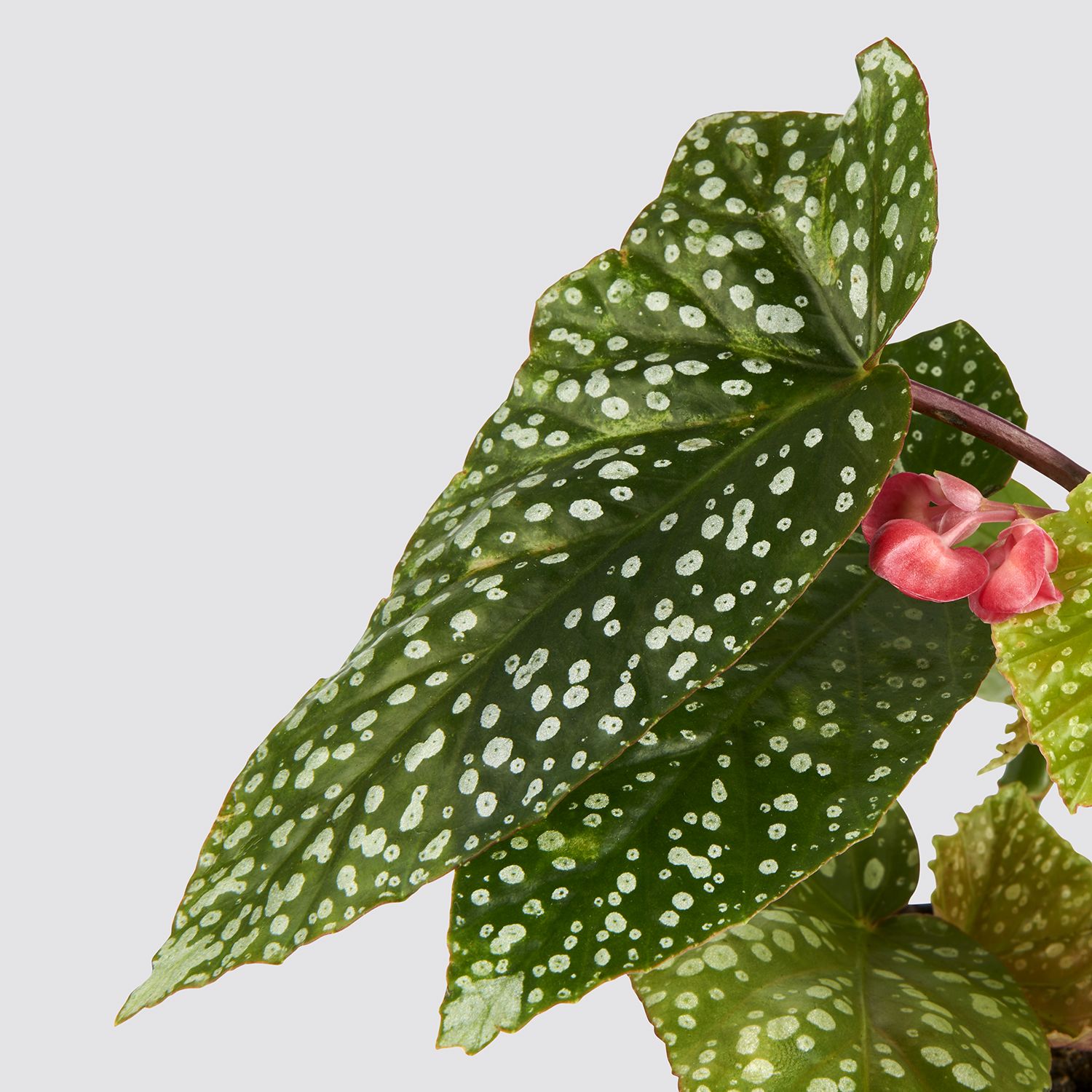 Begonia albopicta ‘Silver Wings’
