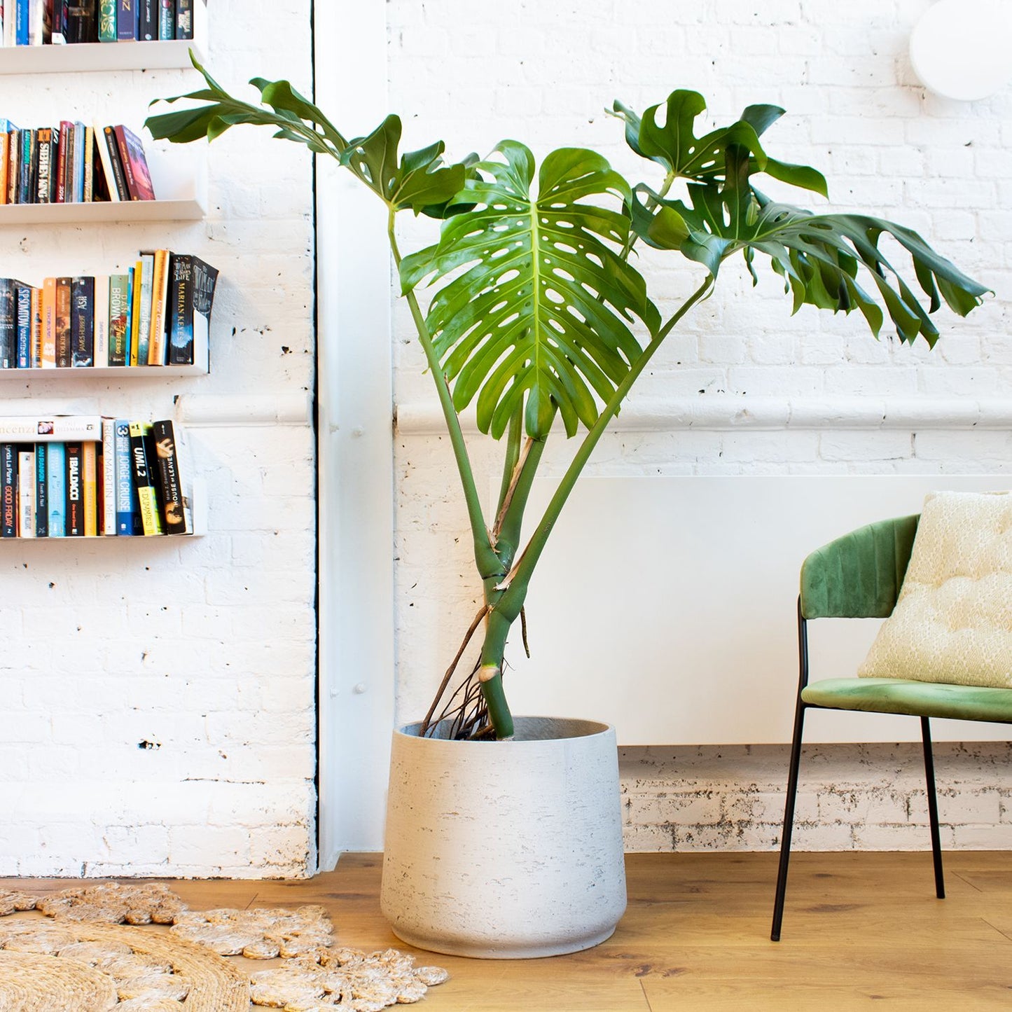 Swiss cheese plant