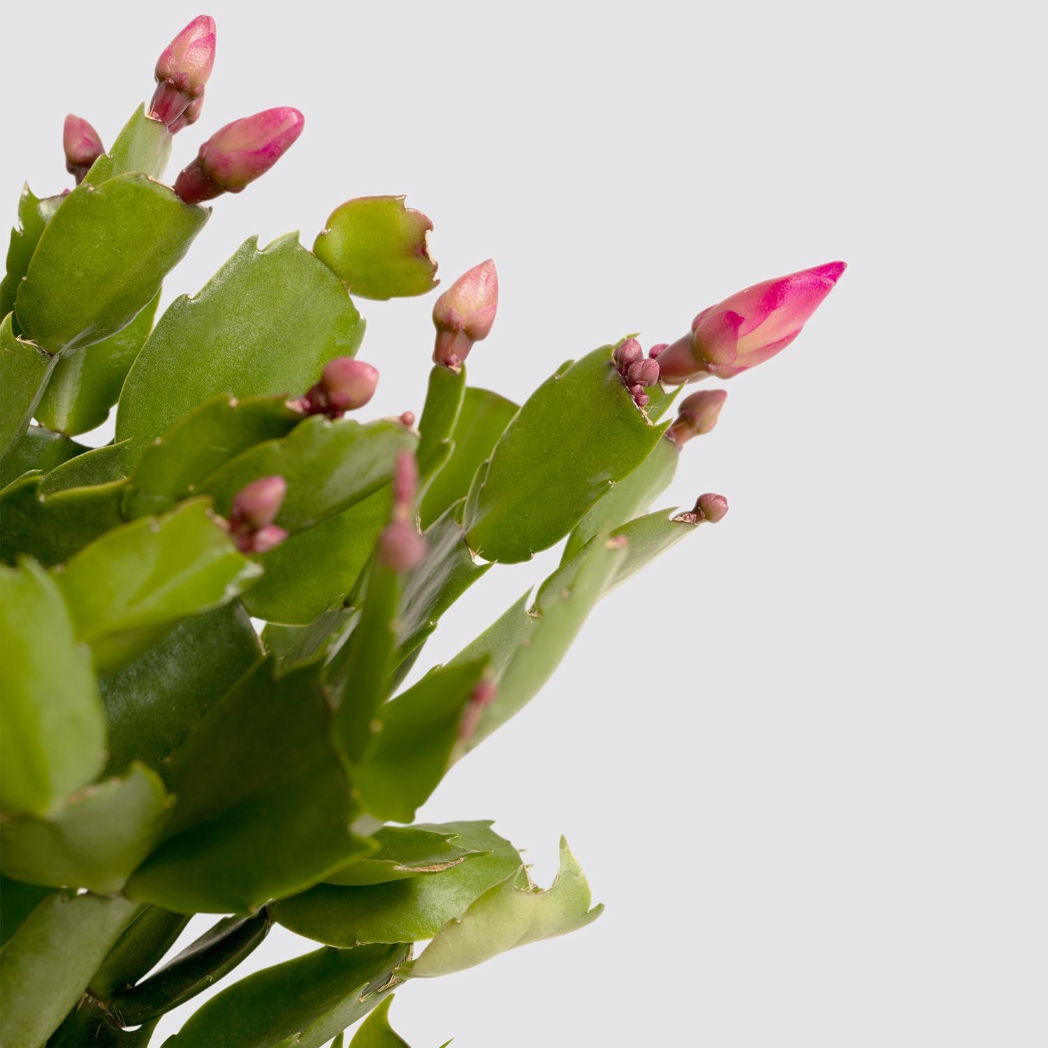 Pink Christmas cactus