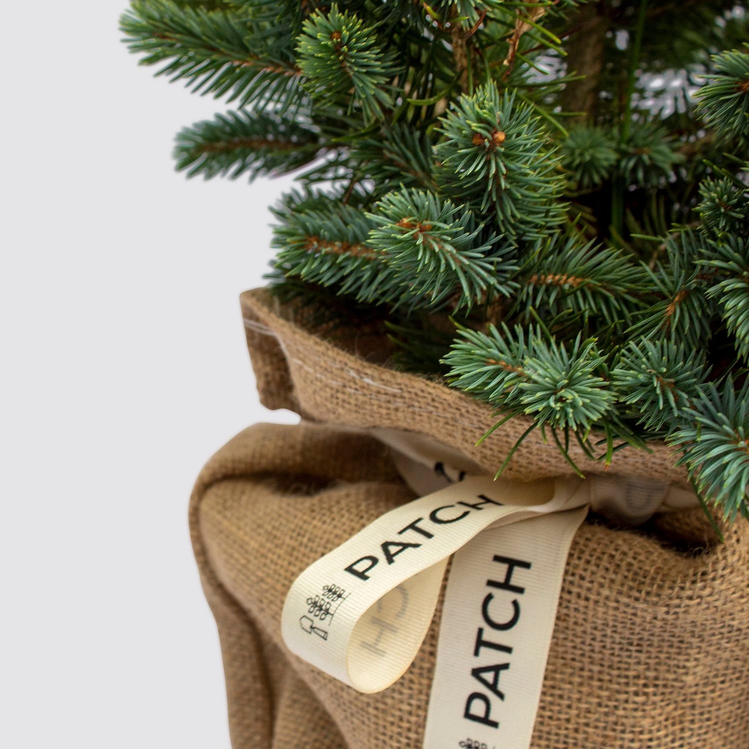 Pot Grown Blue Spruce