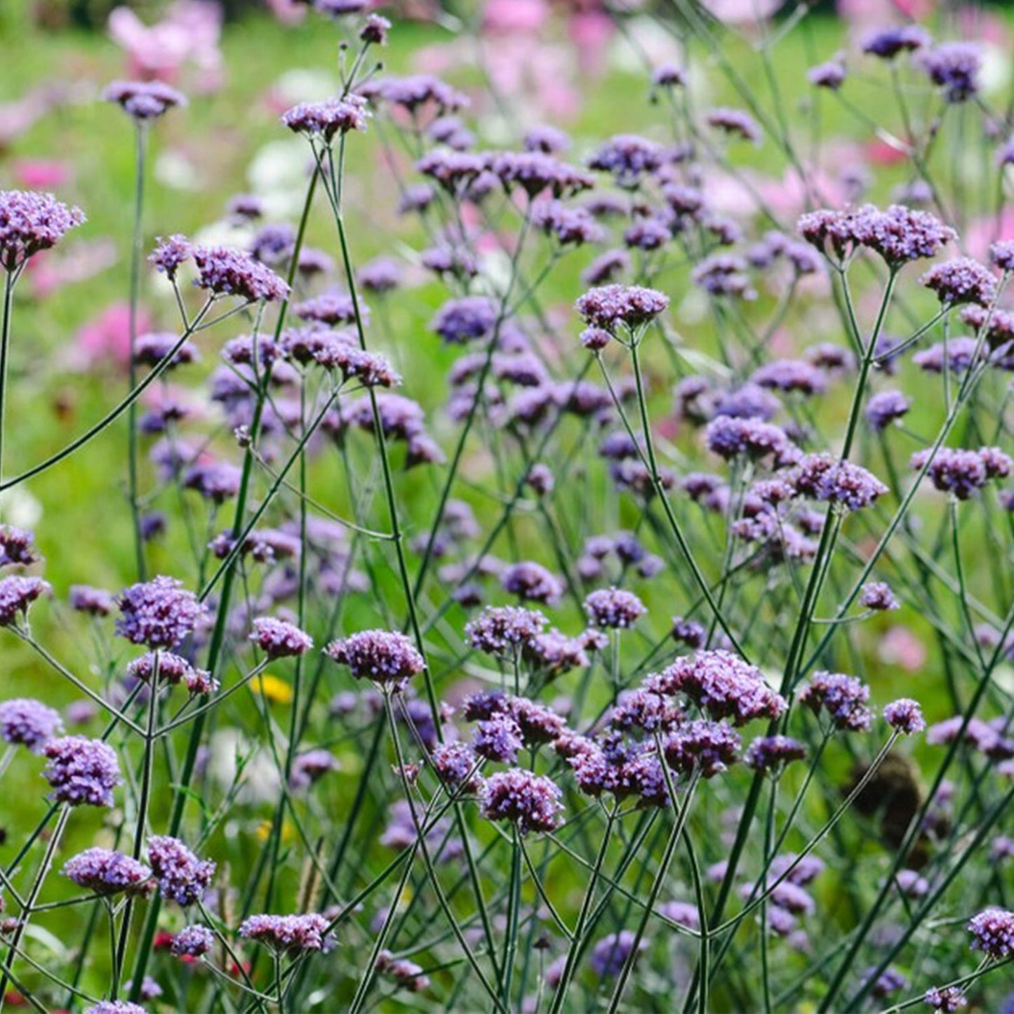 Wild Meadow Seeds Set