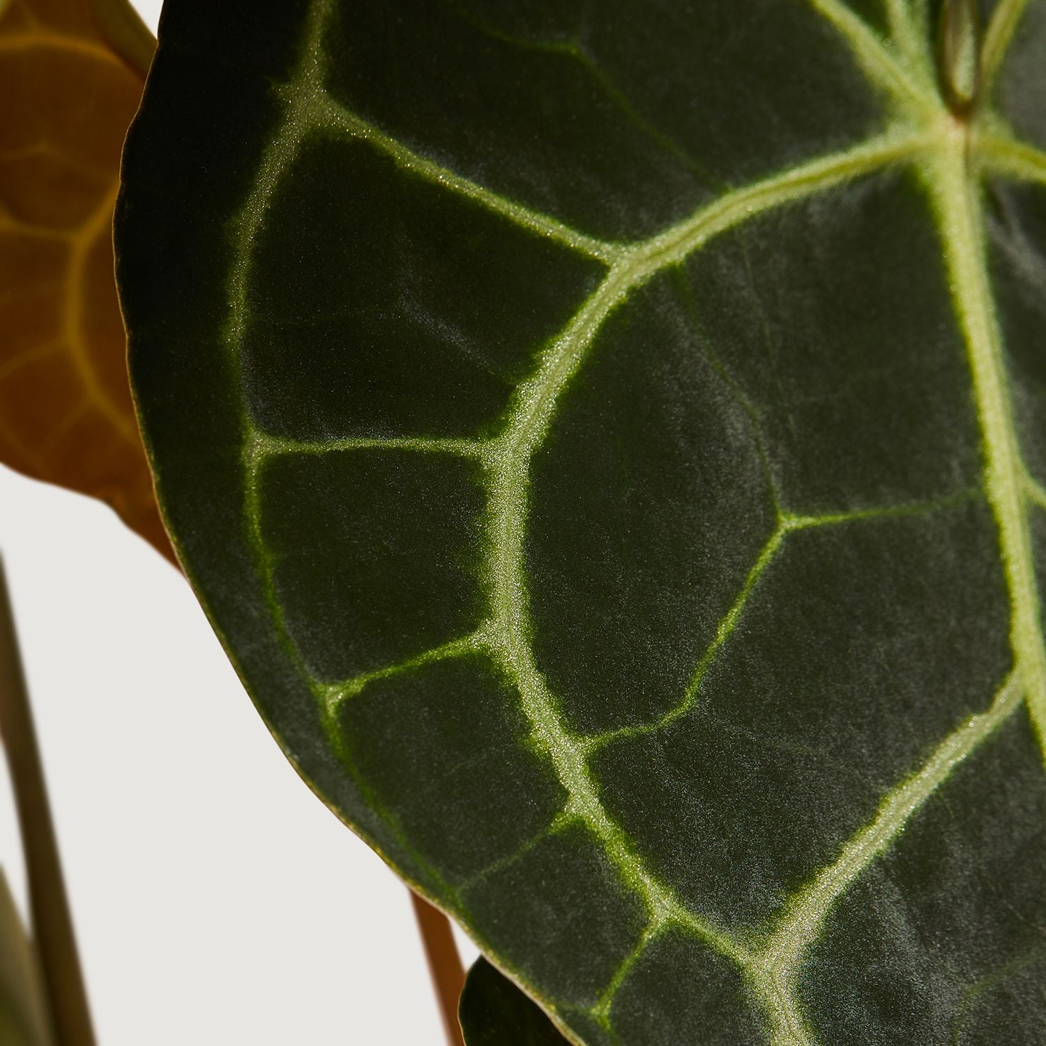 Anthurium Clarinervium