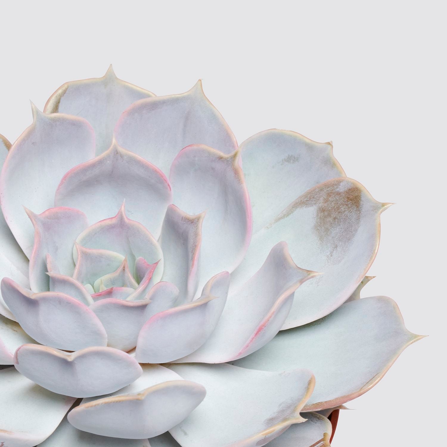 Echeveria lilacina