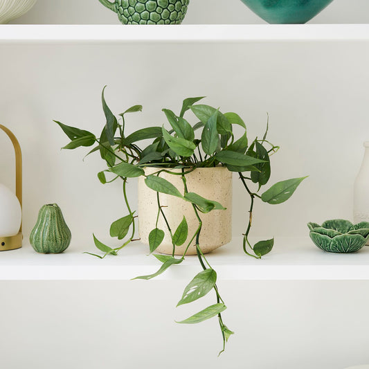 Epipremnum 'Cebu blue'