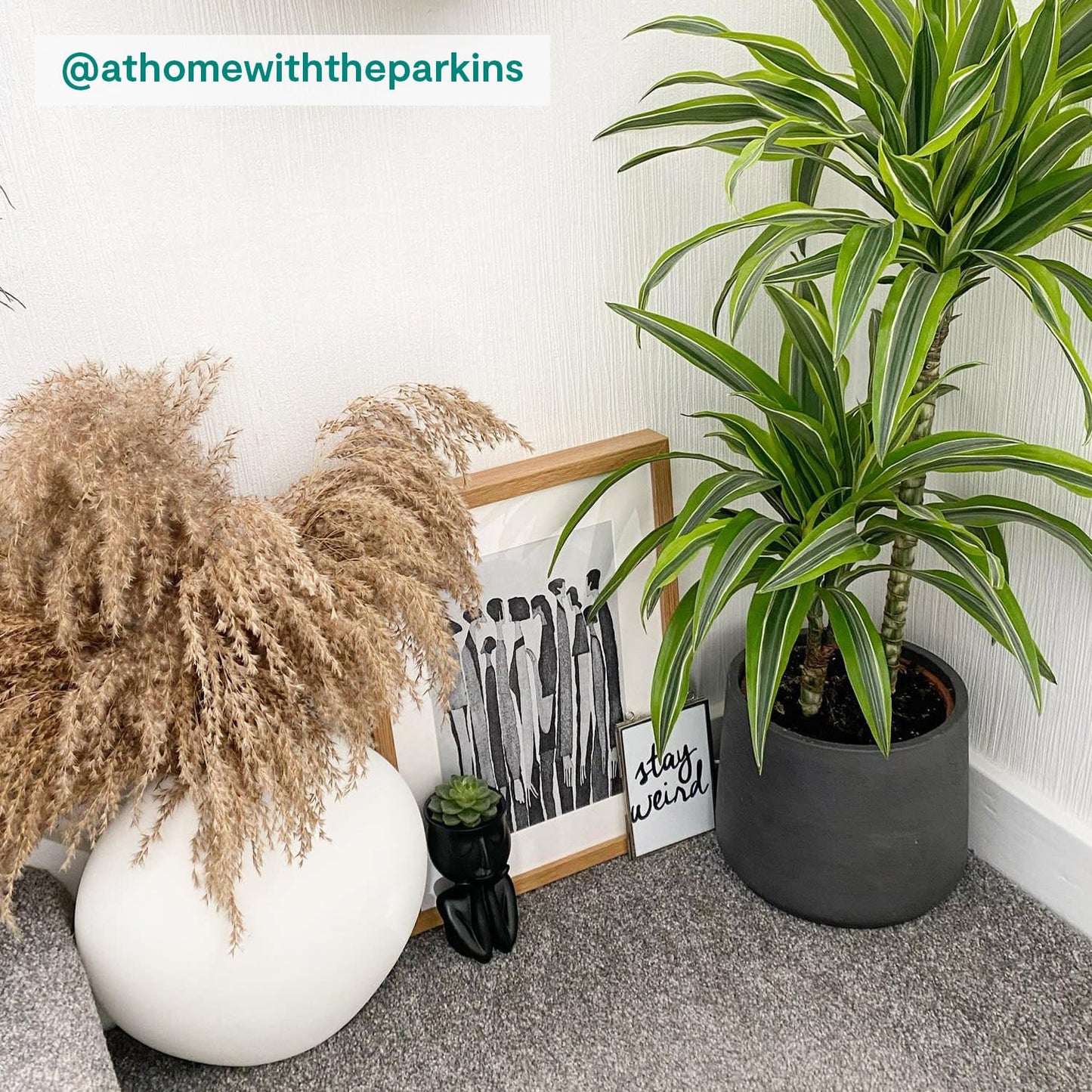 Dracaena fragrans