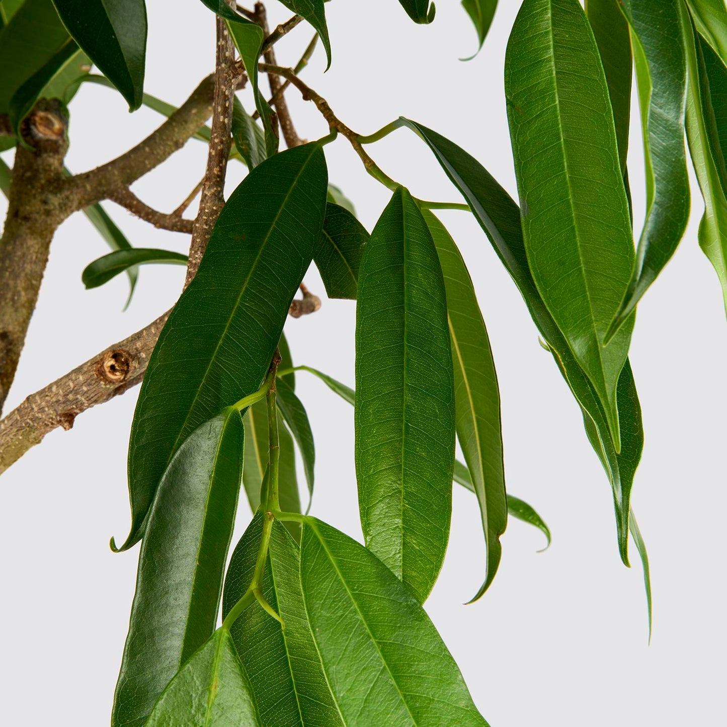 Narrow-leafed fig