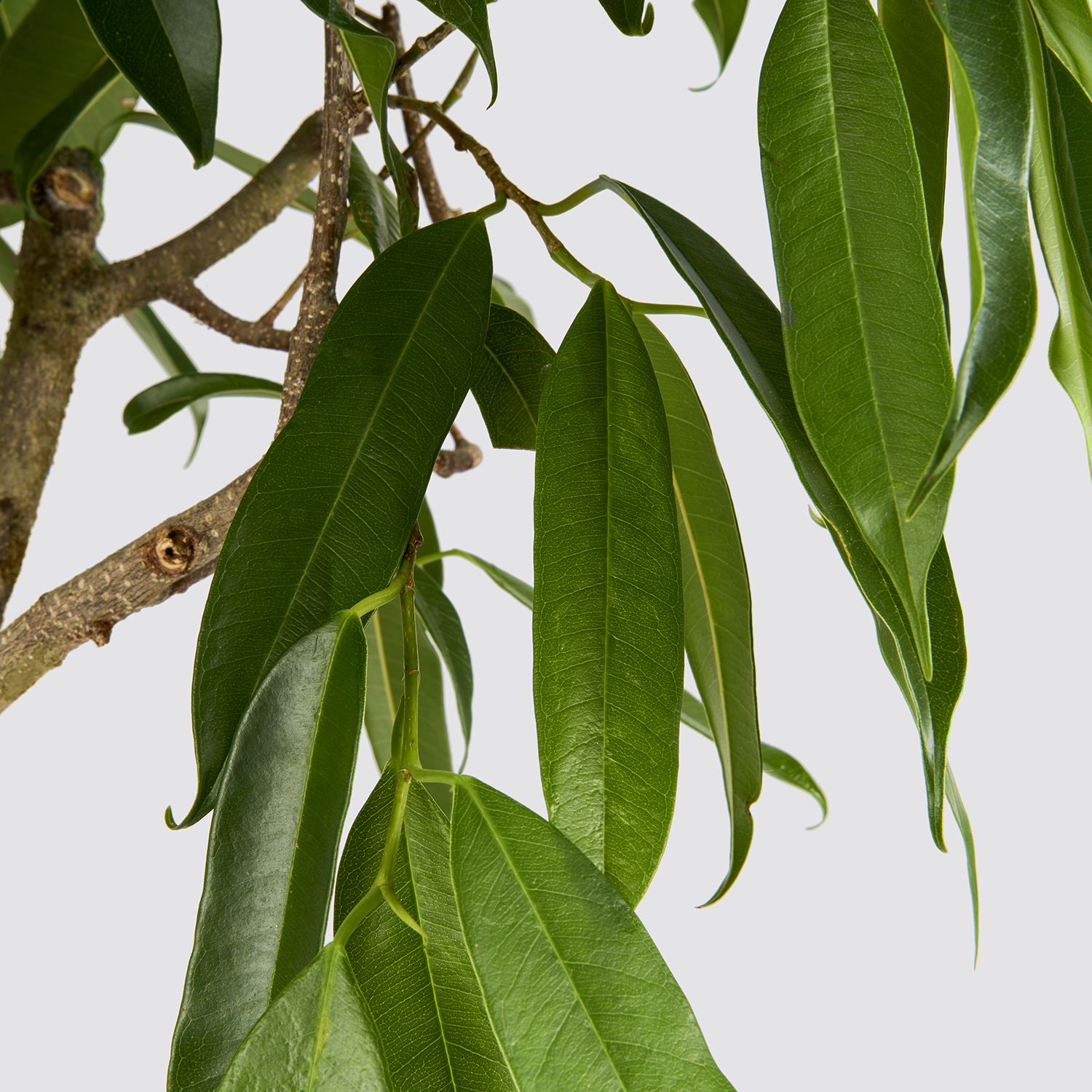 Narrow-leafed fig