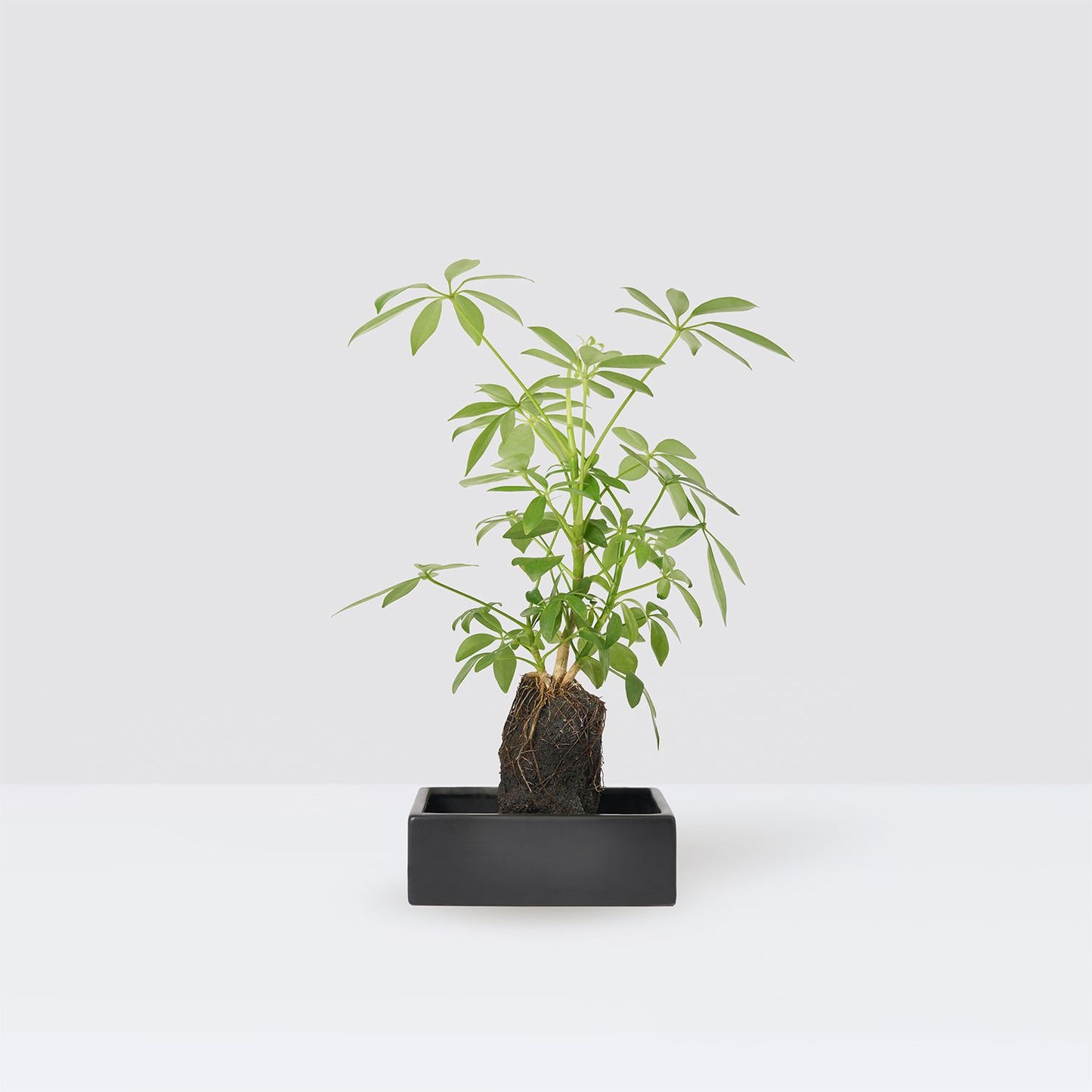 Bali on lava