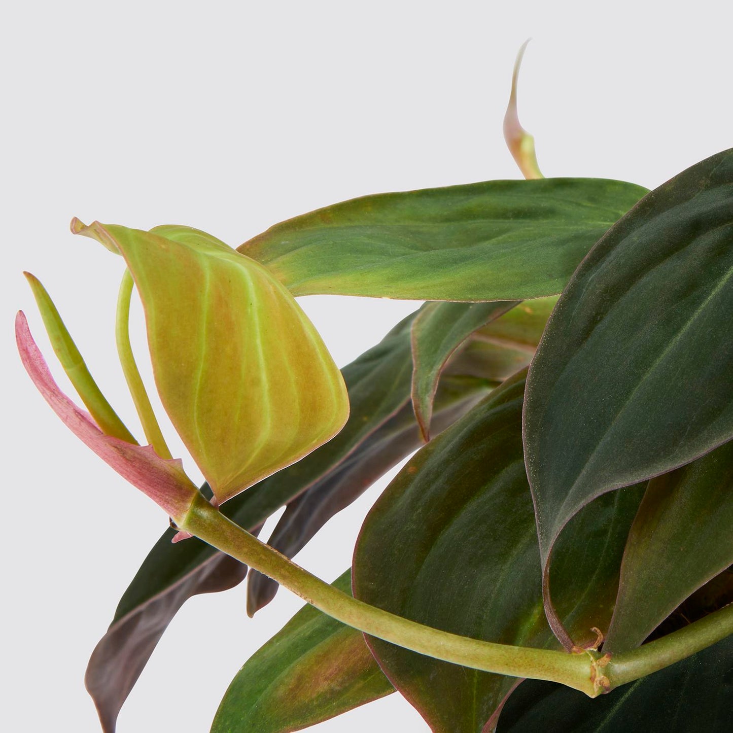 Philodendron scandens 'Micans'