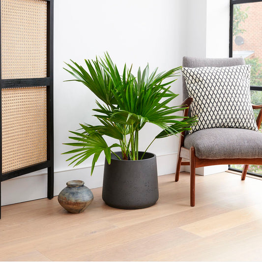 Livistona rotundifolia