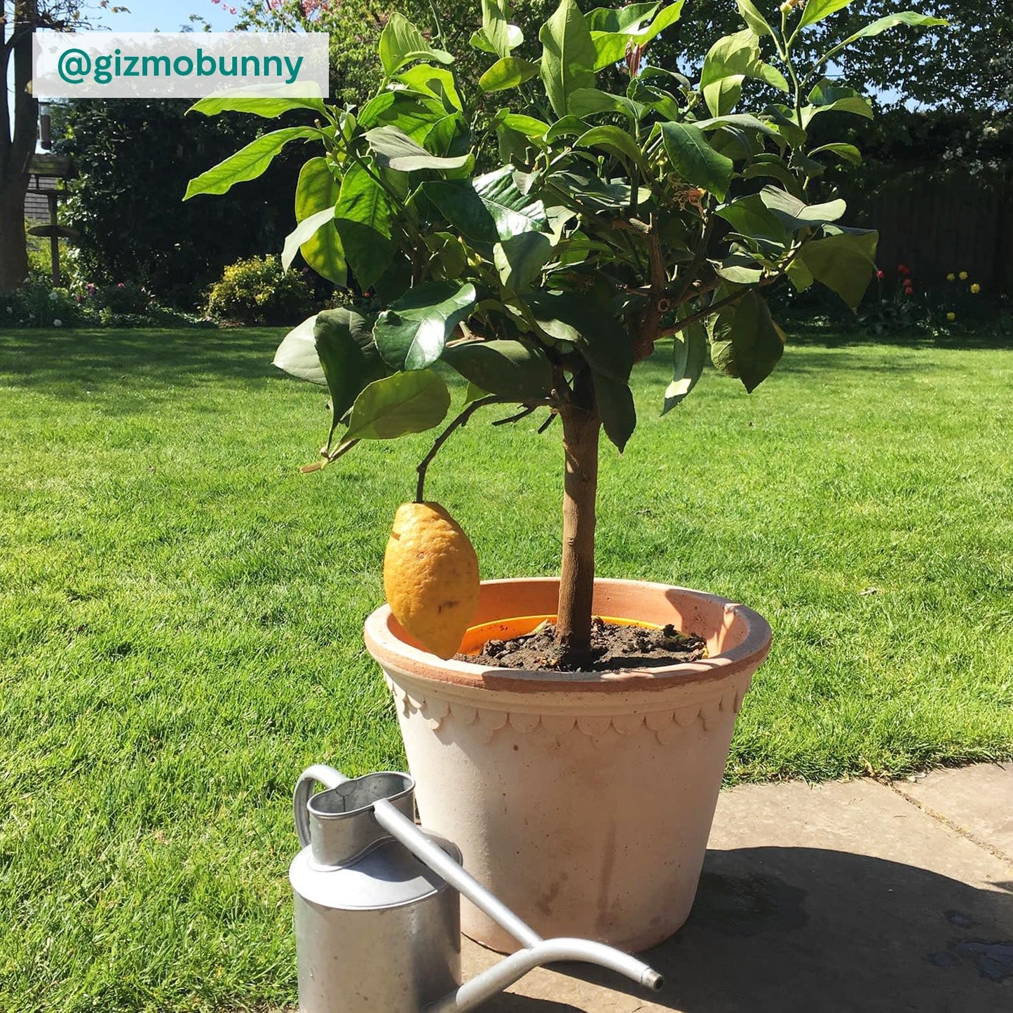 Lemon Tree