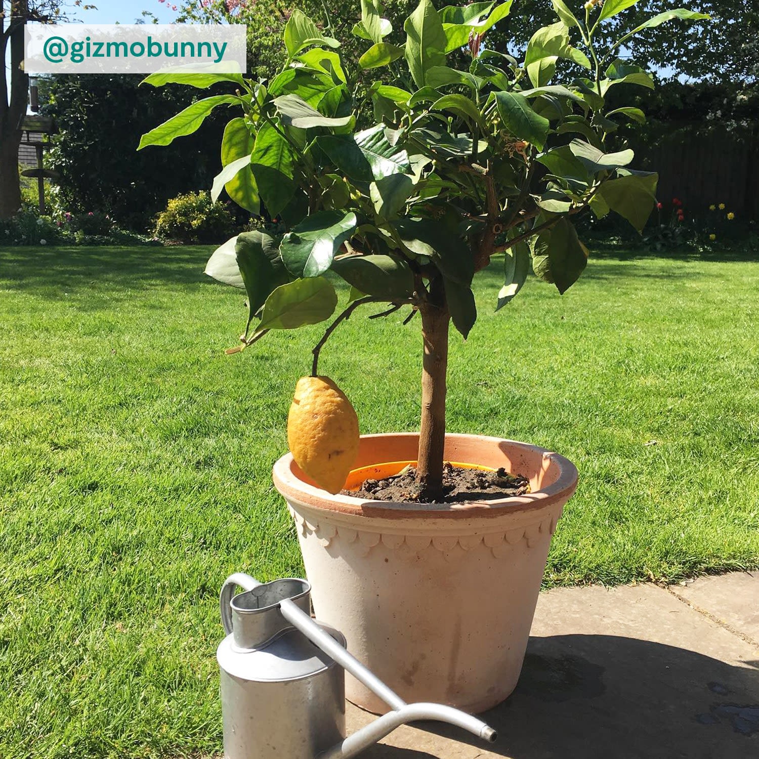 Lemon Tree