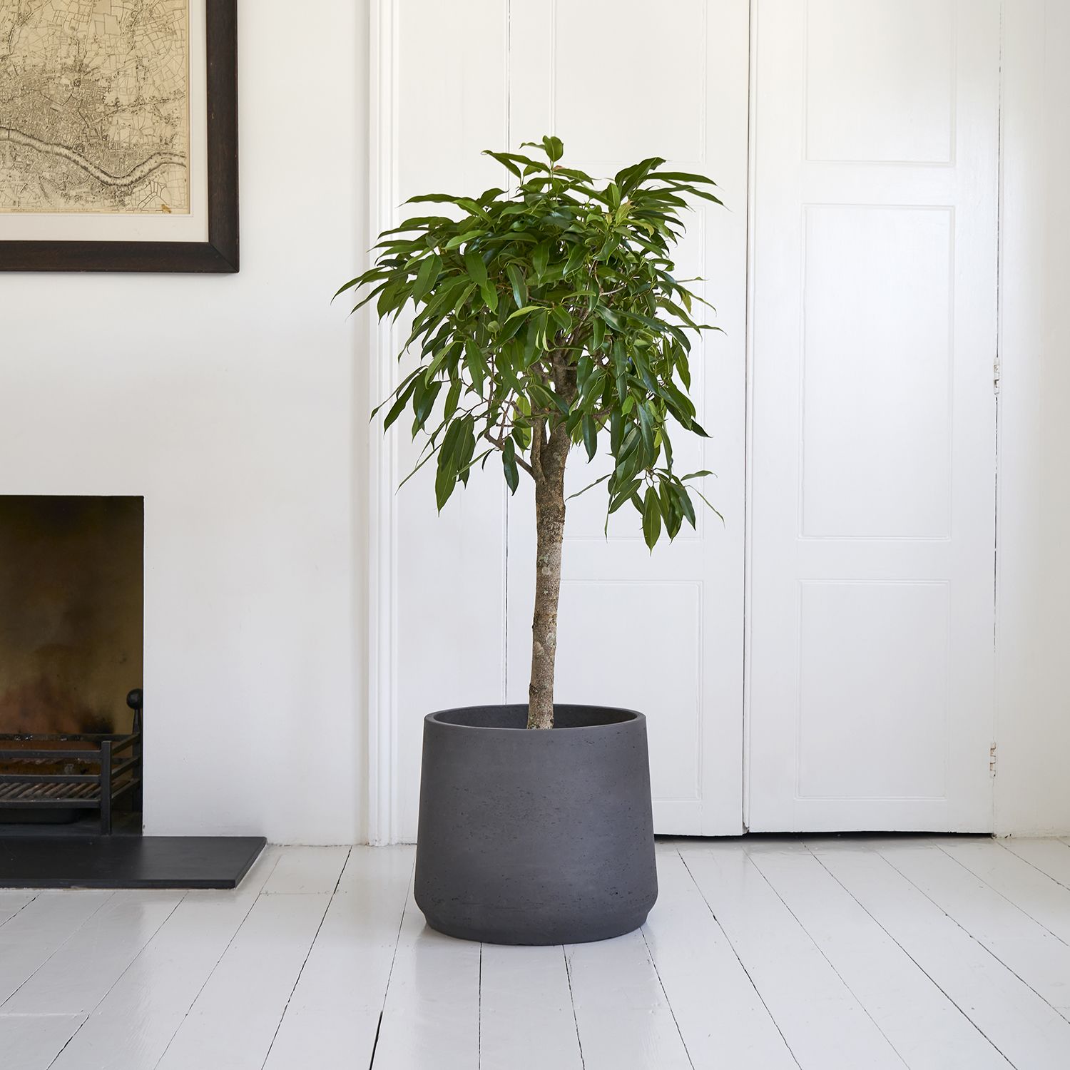 Narrow-leafed fig