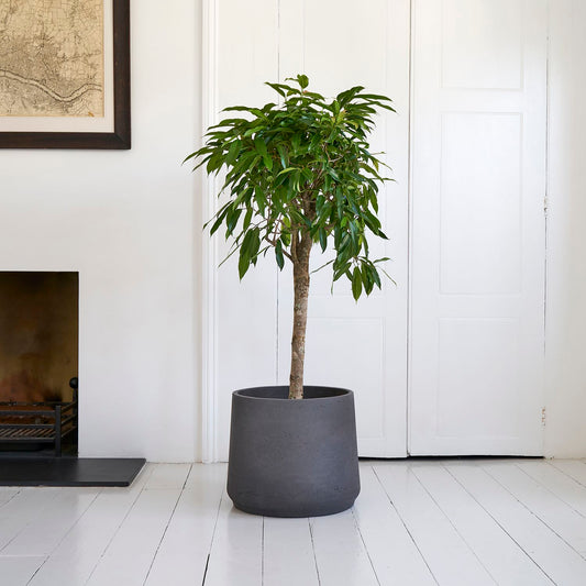 Narrow-leafed fig