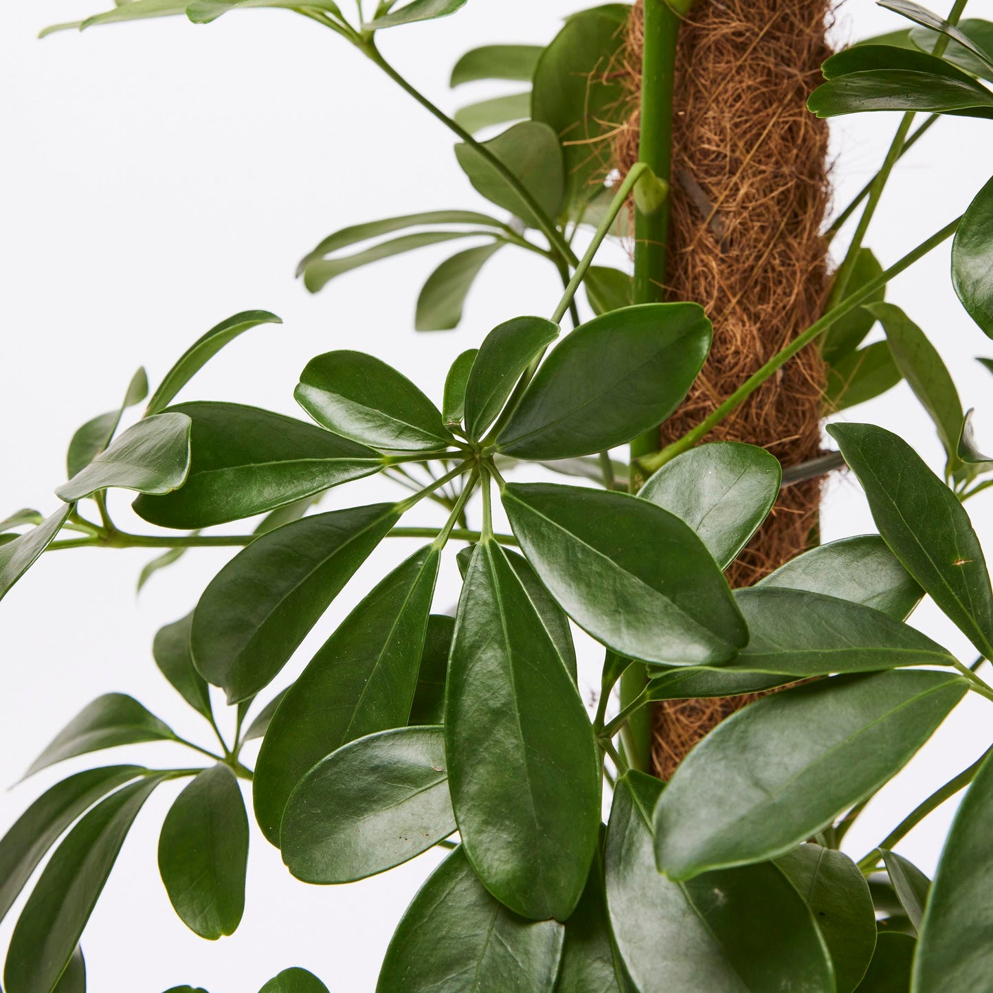 Schefflera
