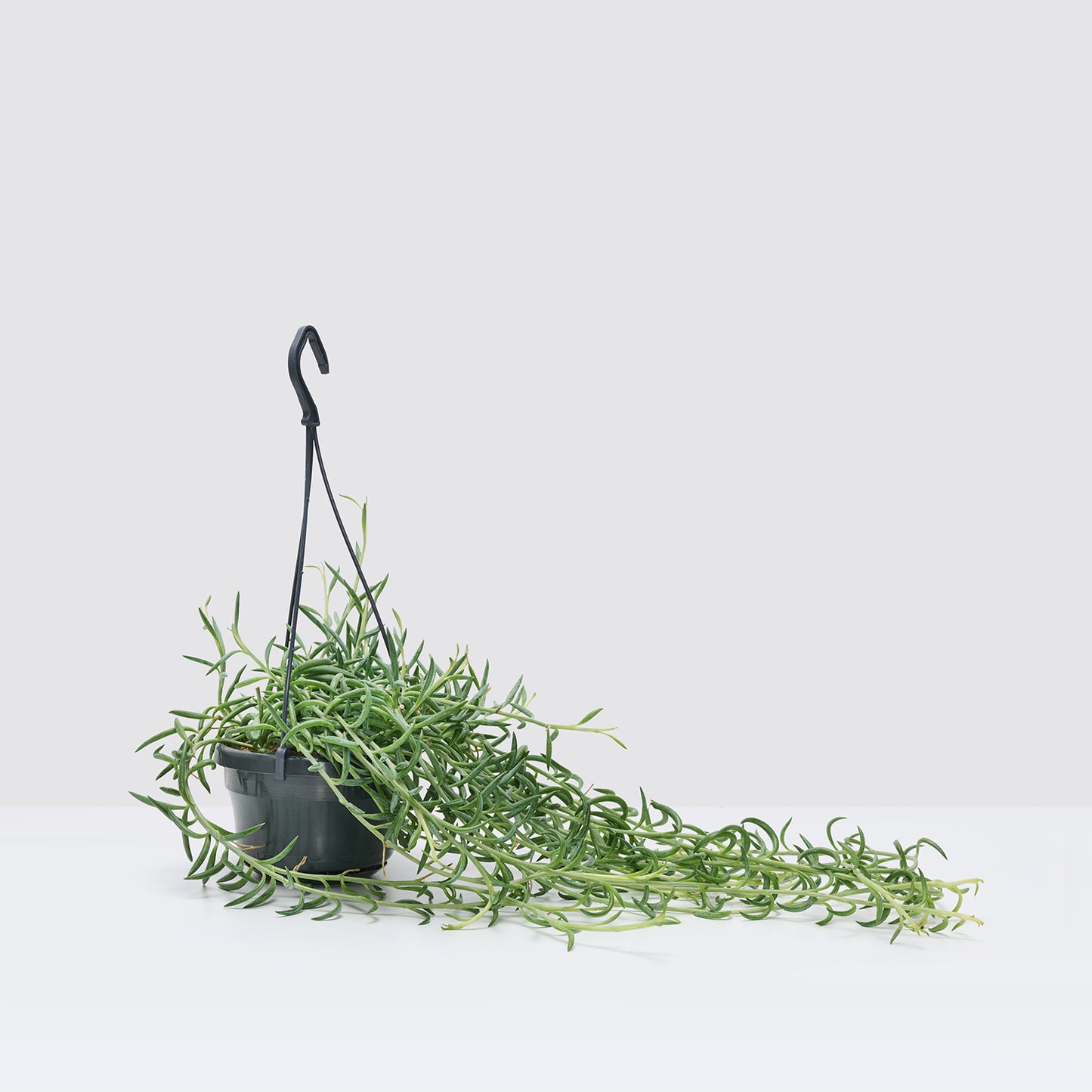 String of Fish Hooks | Patch Plants