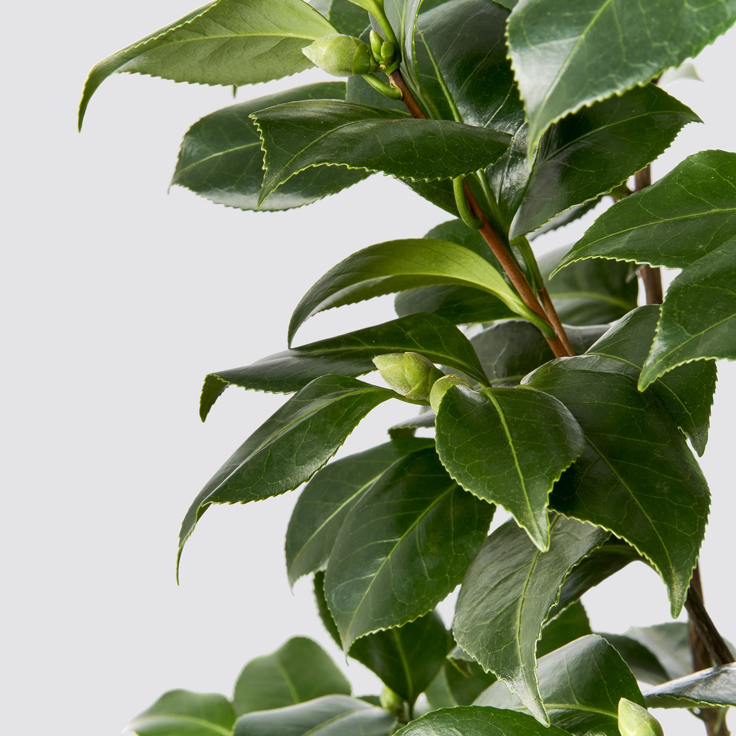 Camellia Japonica - white