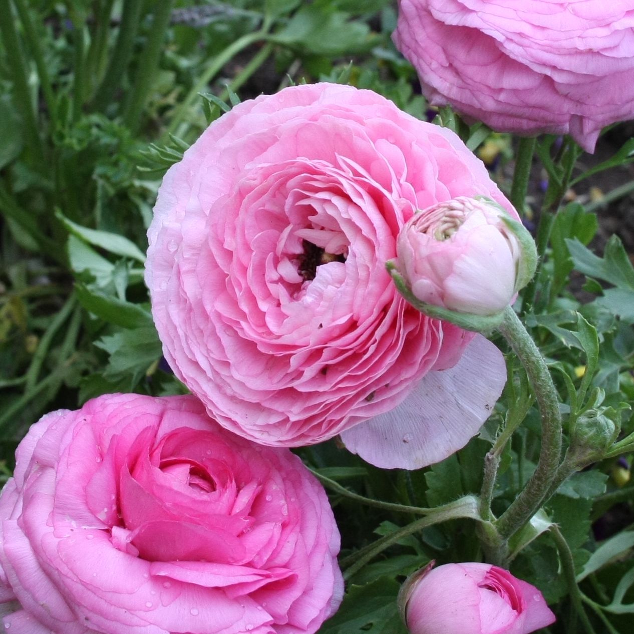 Summer flowering