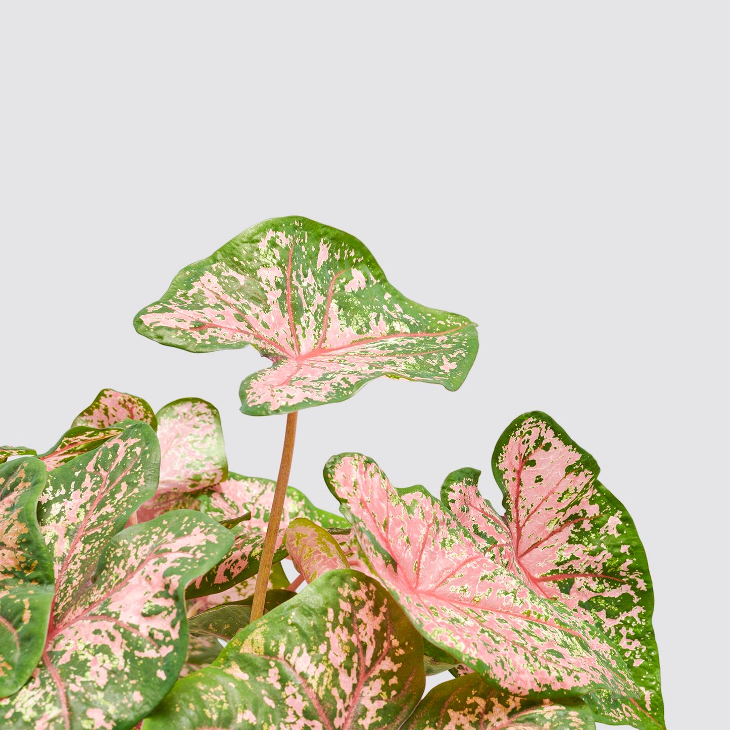 Caladium - Pink beauty