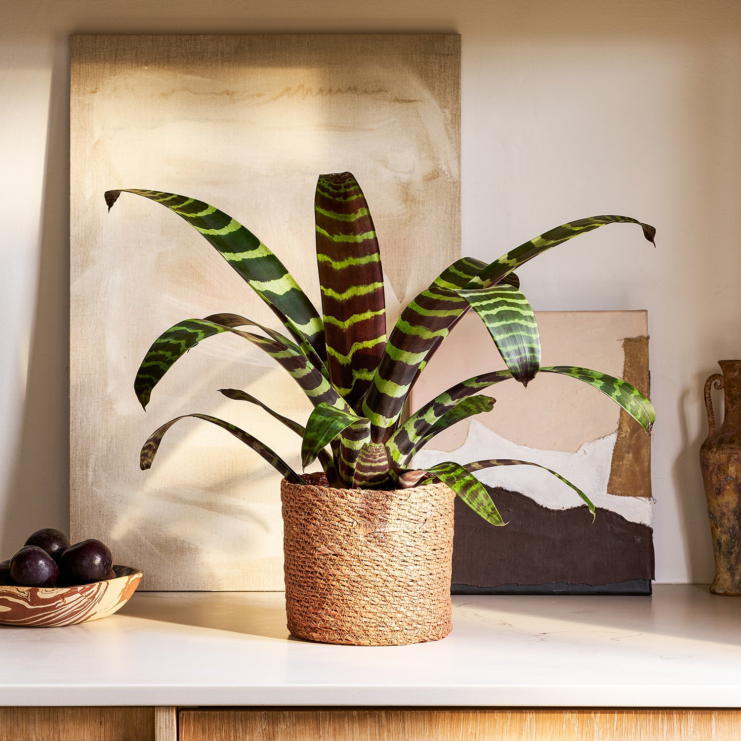 Vriesea Era 'Forrest' | Patch Plants