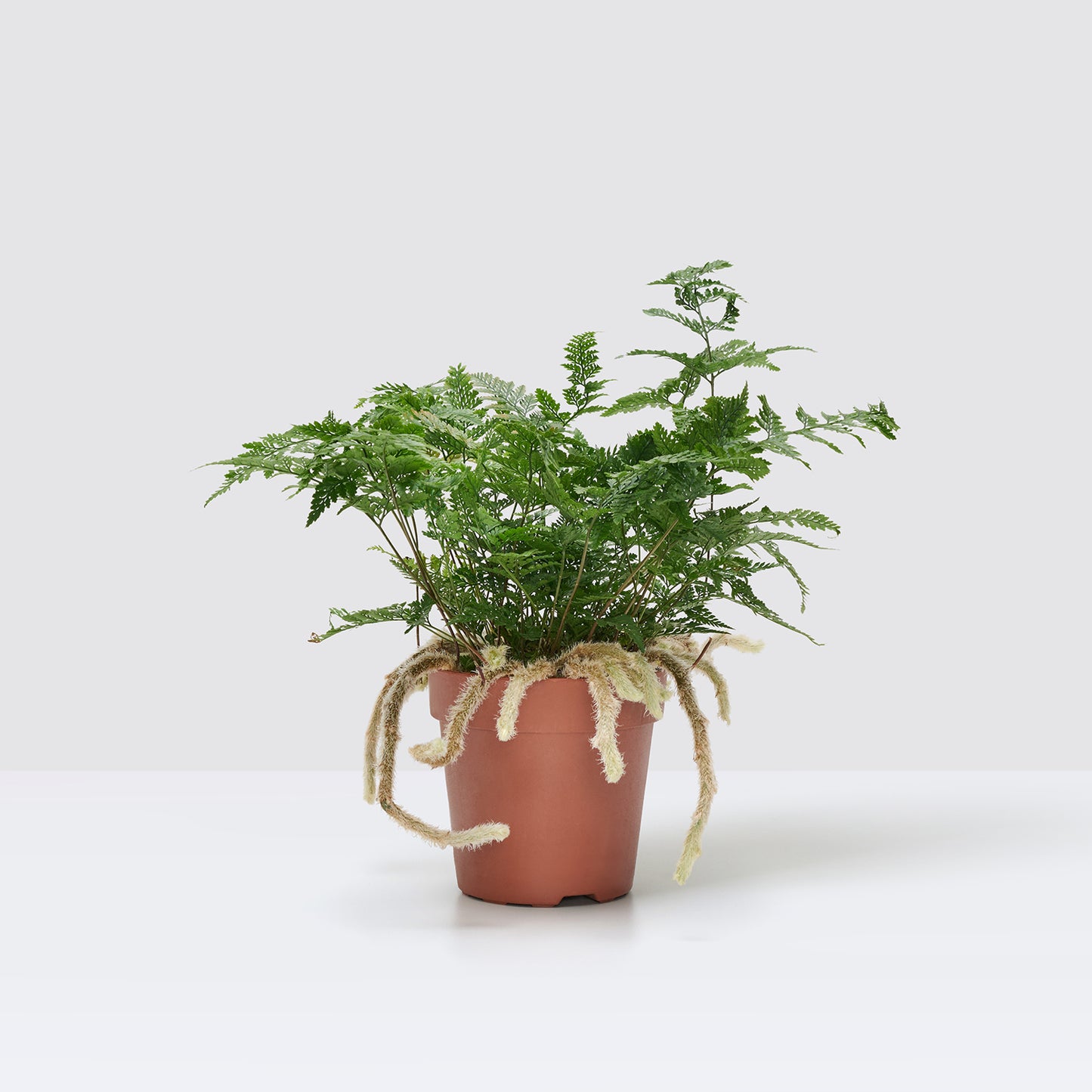 White rabbits foot fern | Patch Plants